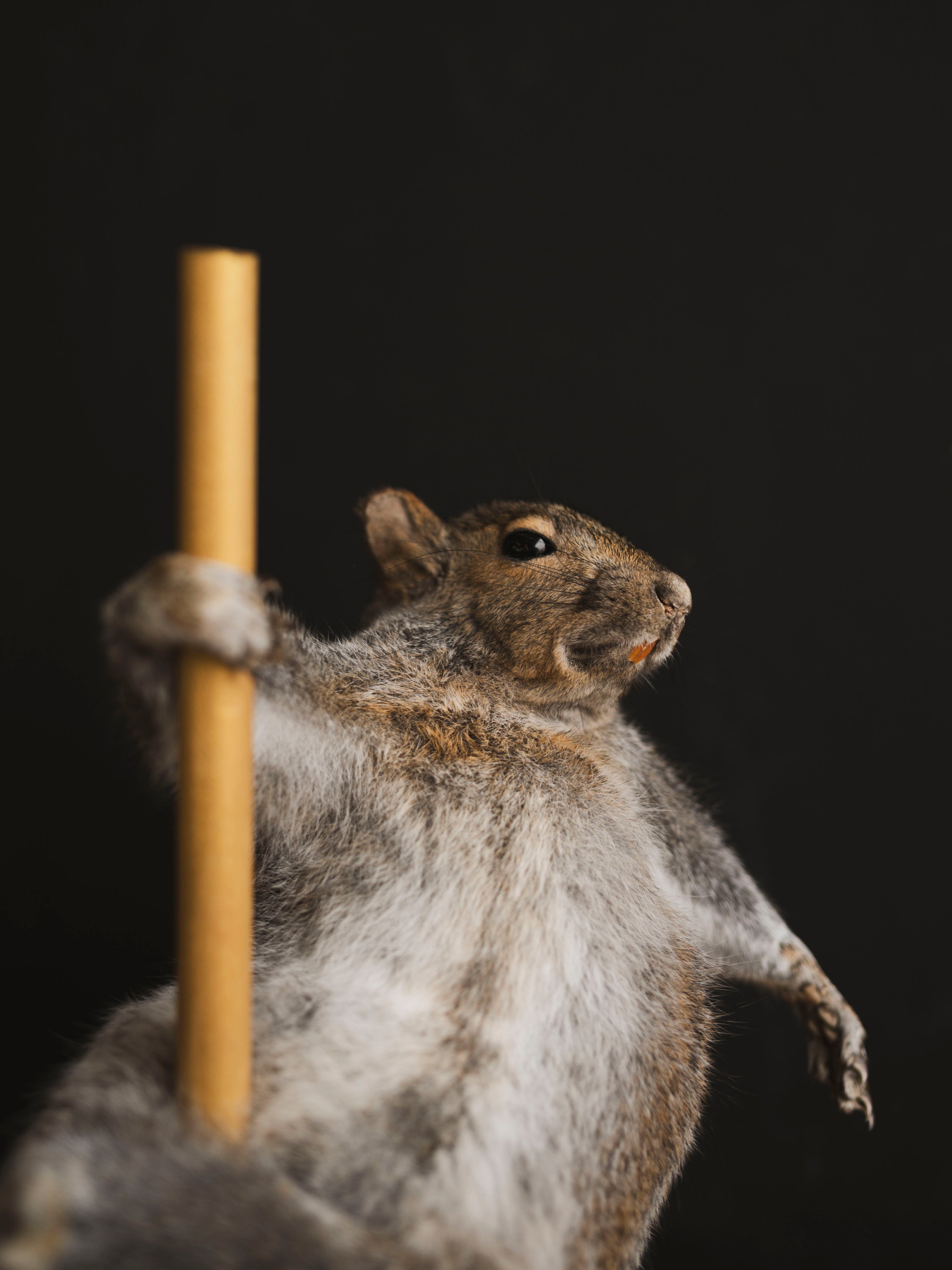 Stripper Squirrel Taxidermy (Misty), TA408