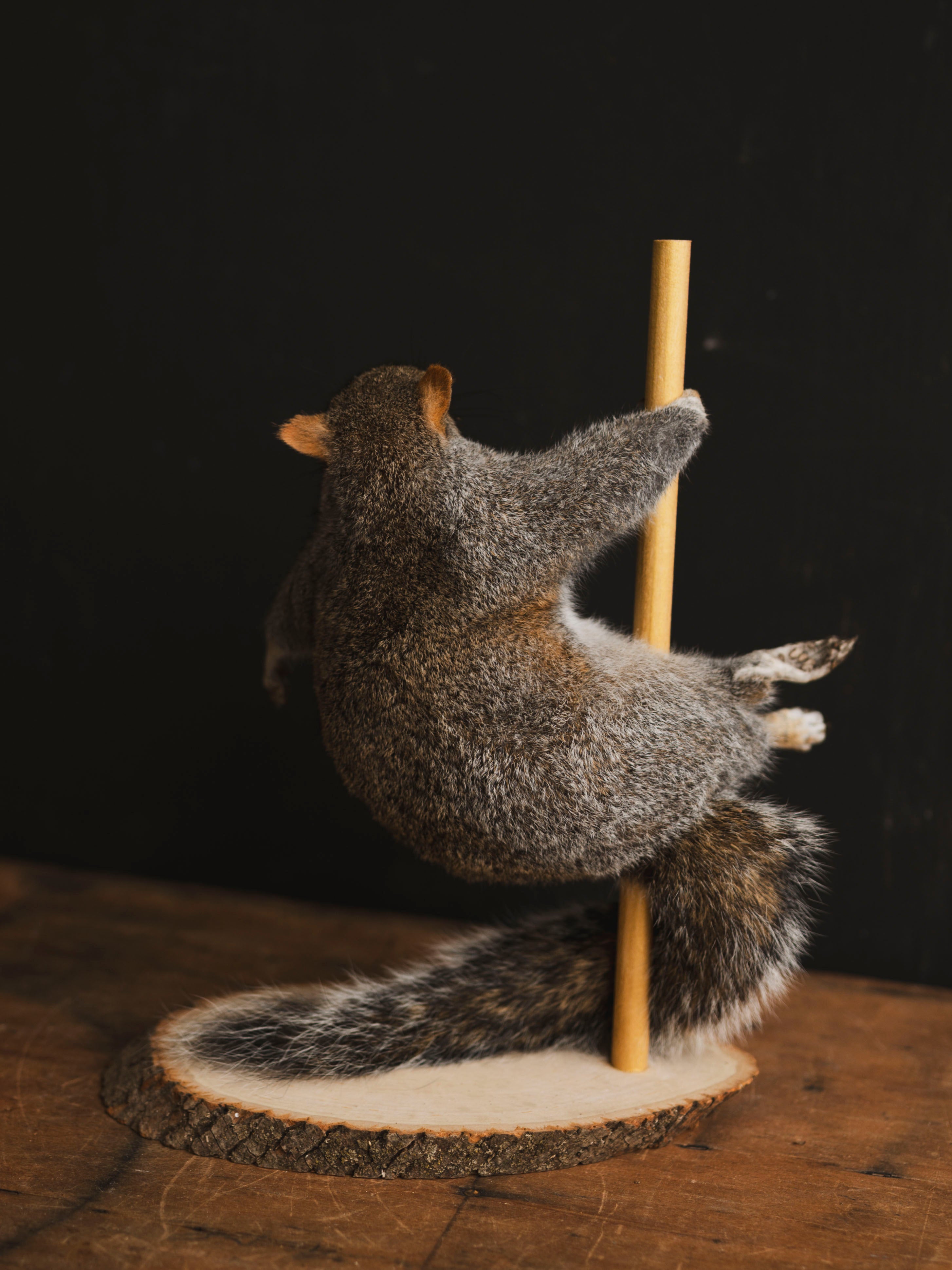 Stripper Squirrel Taxidermy (Misty), TA408