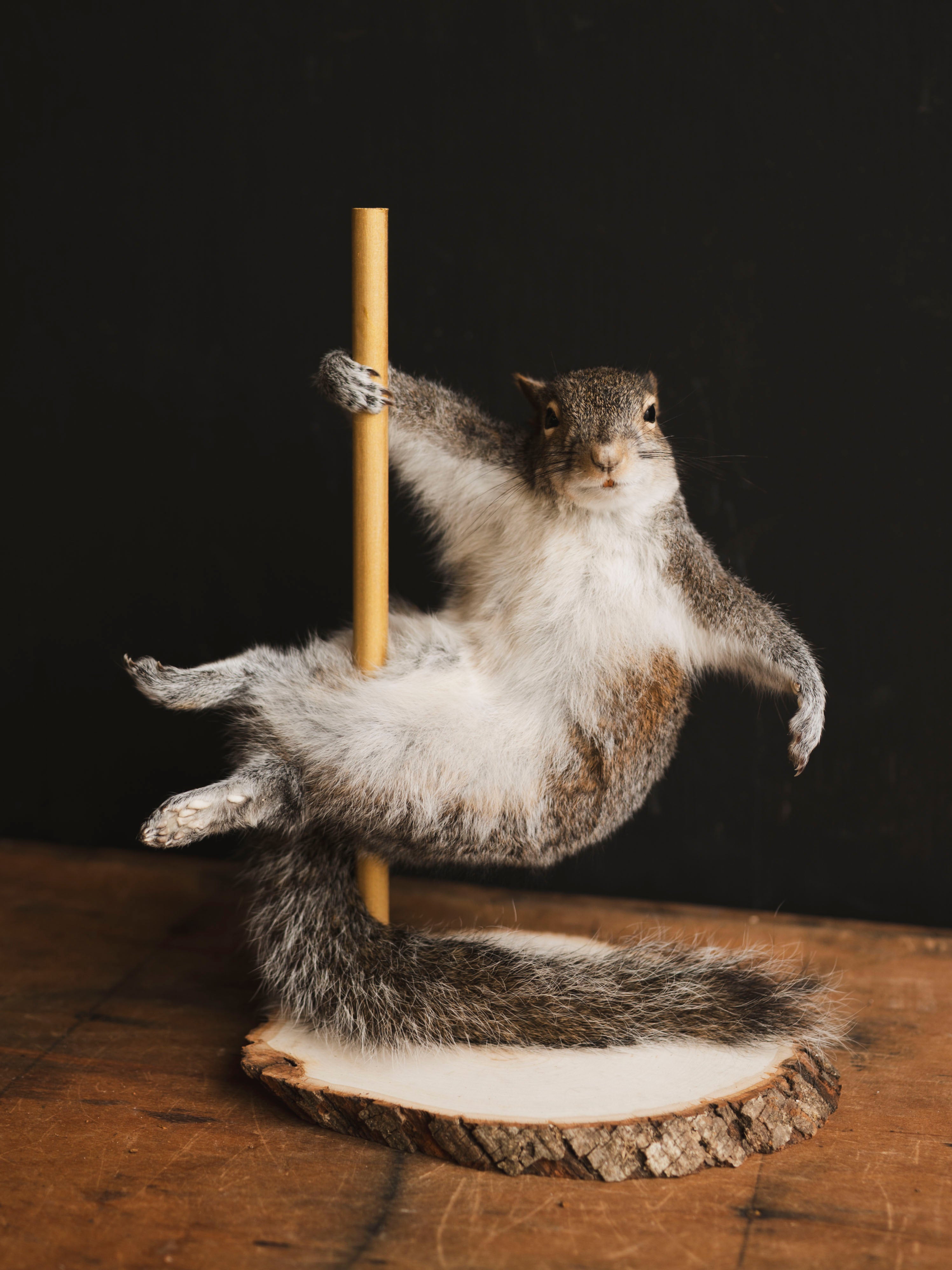 Stripper Squirrel Taxidermy (Peaches), TA409