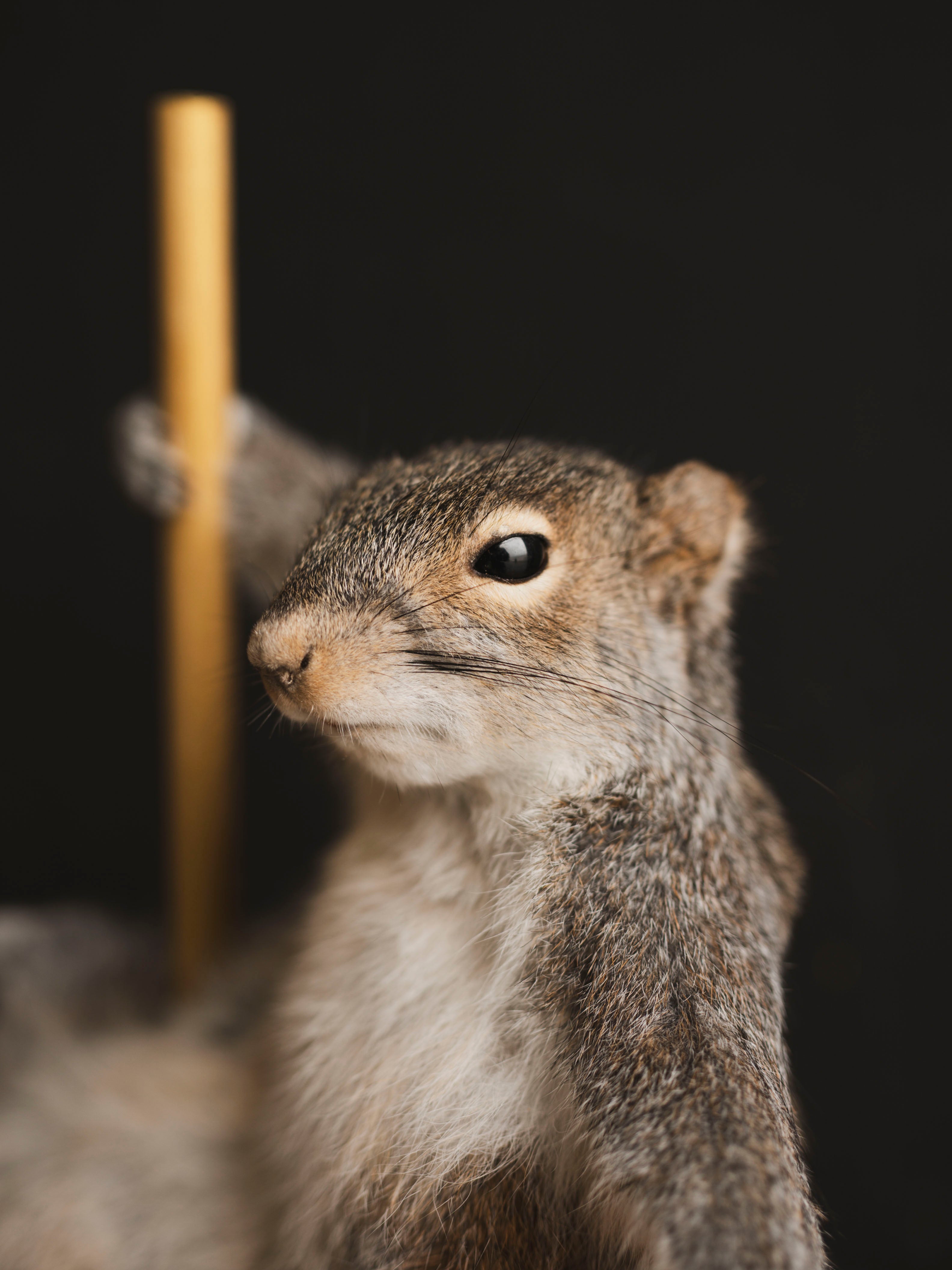 Stripper Squirrel Taxidermy (Peaches), TA409