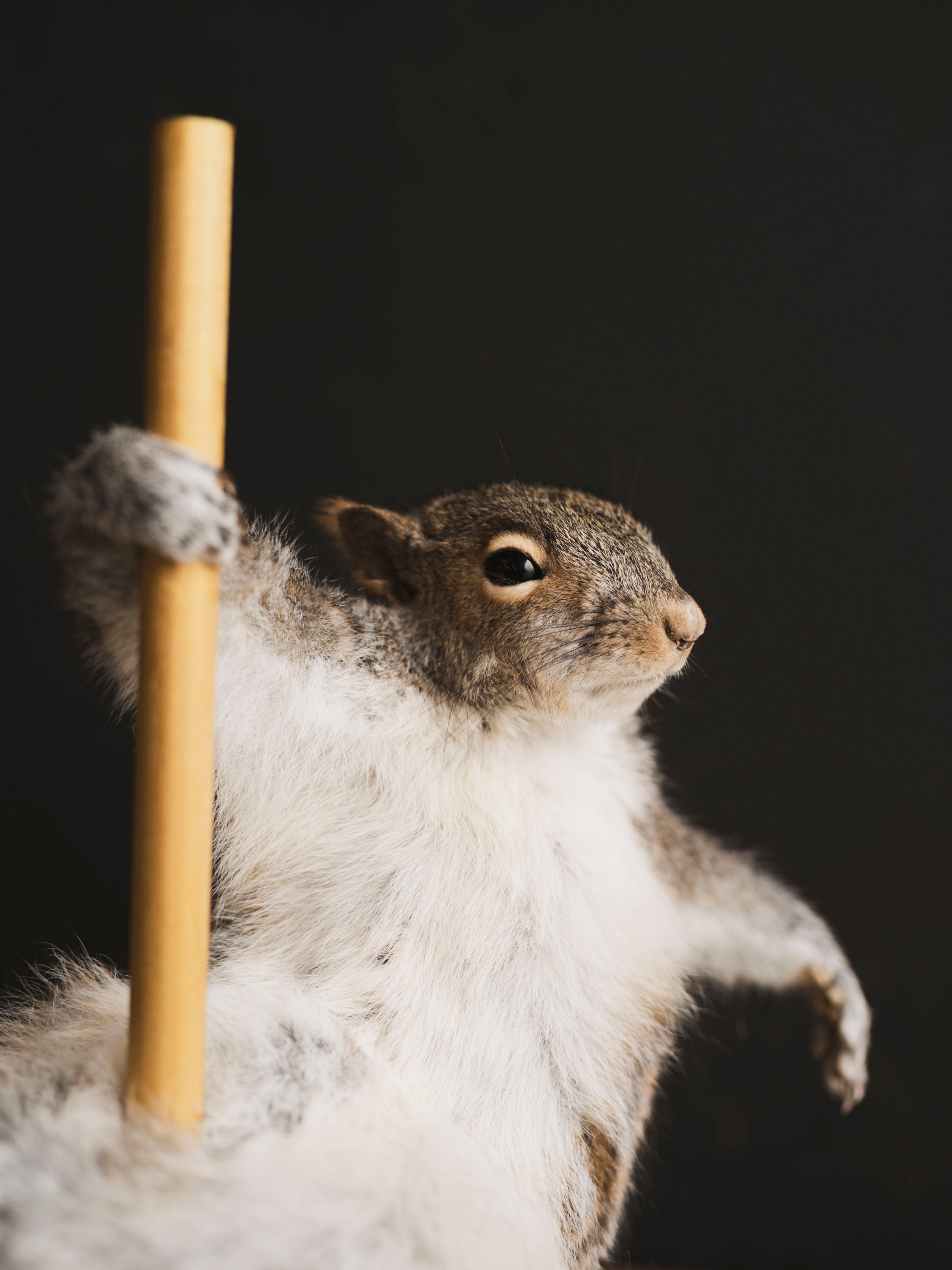 Stripper Squirrel Taxidermy (Peaches), TA409
