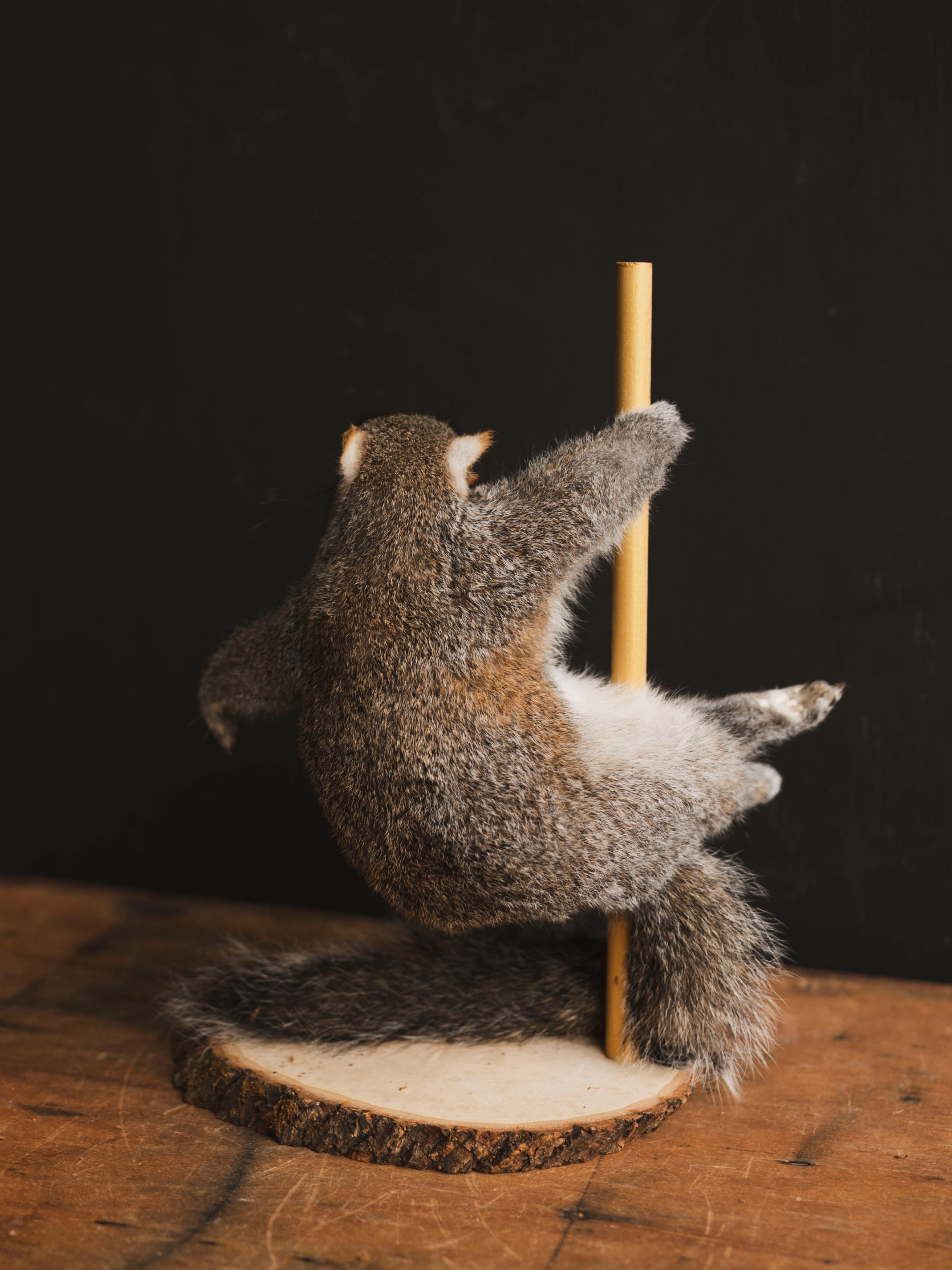 Stripper Squirrel Taxidermy (Peaches), TA409