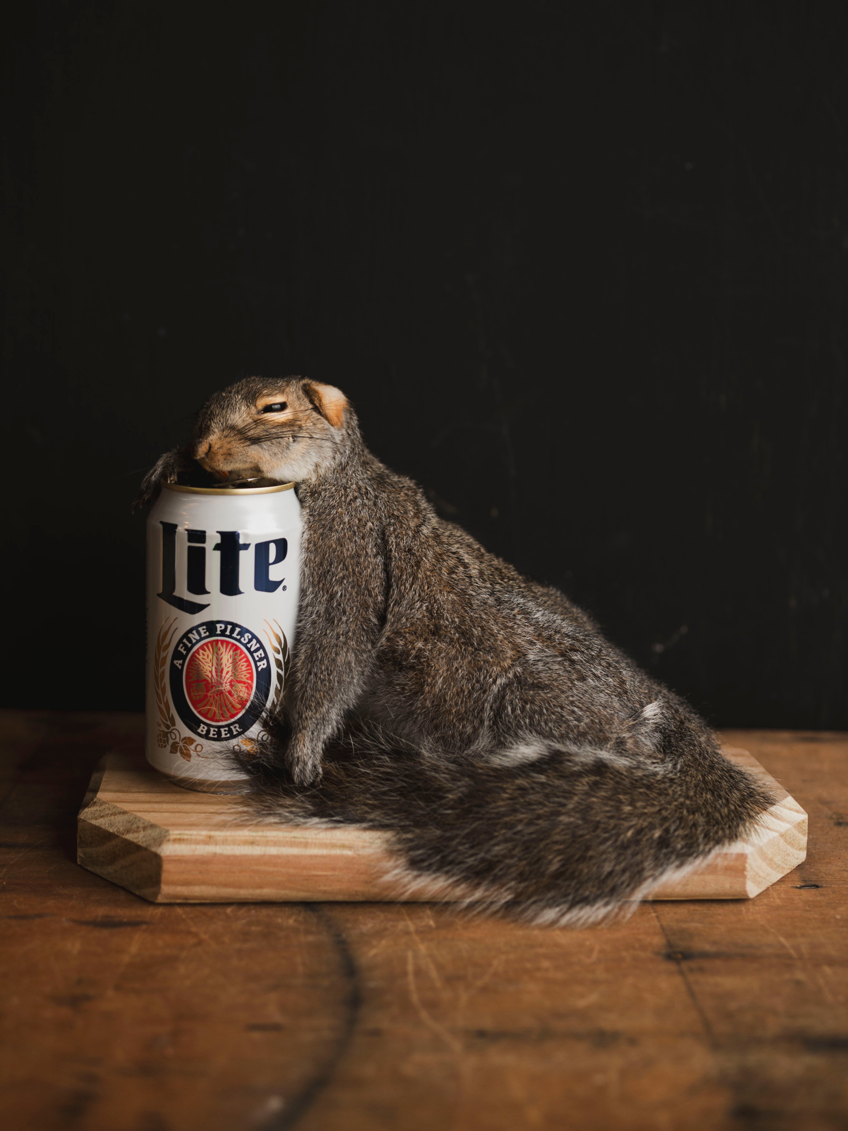 Passed Out Squirrel Taxidermy (Buzz), TA427