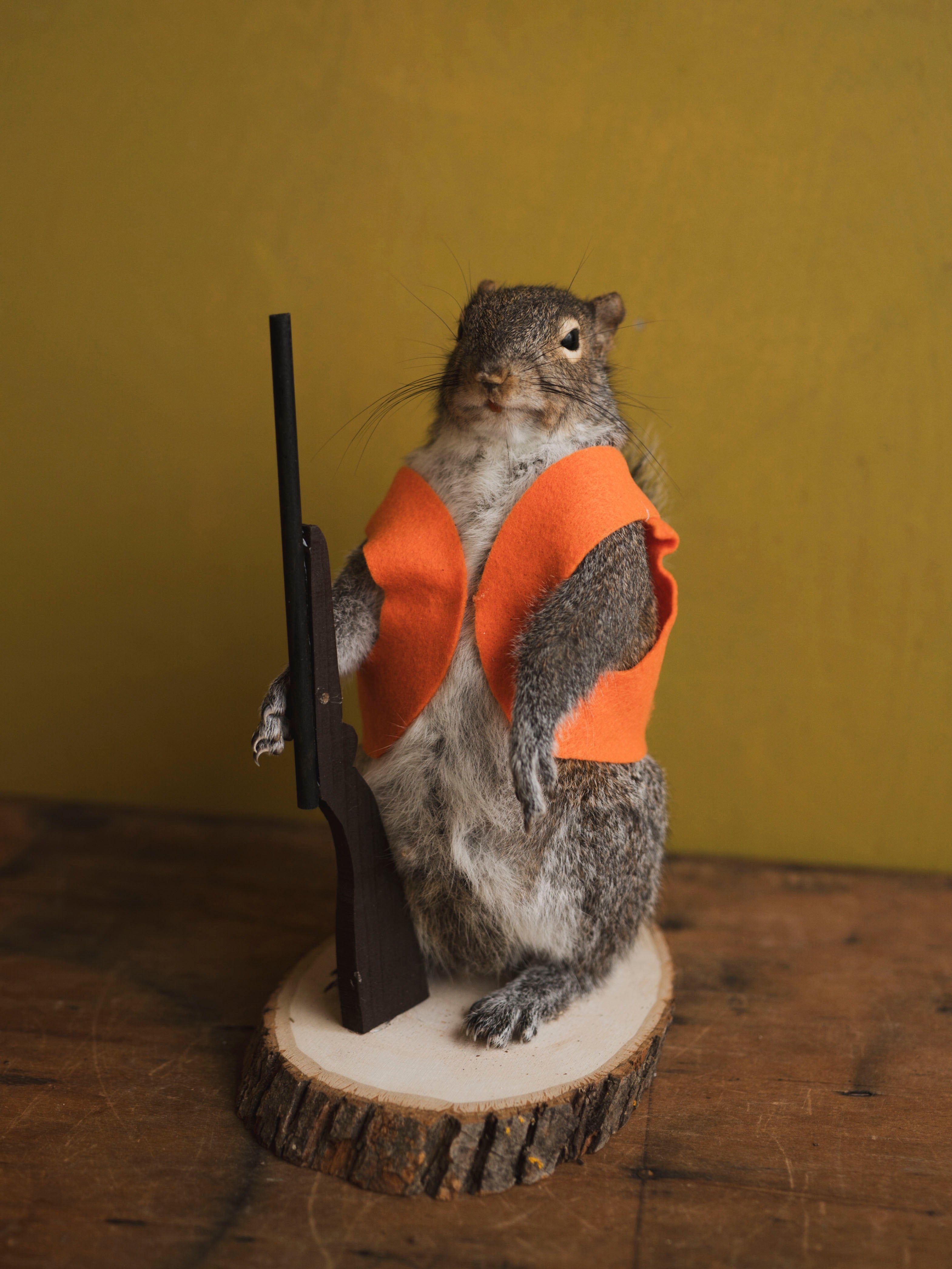 Hunting Squirrel Taxidermy (Don), TA416