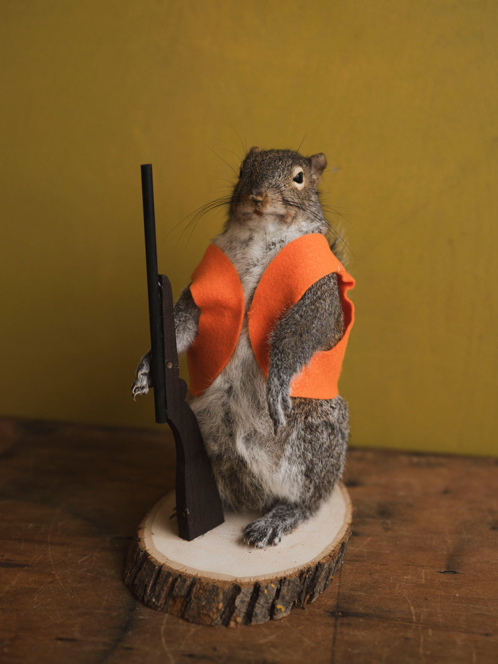 Hunting Squirrel Taxidermy (Don), TA416