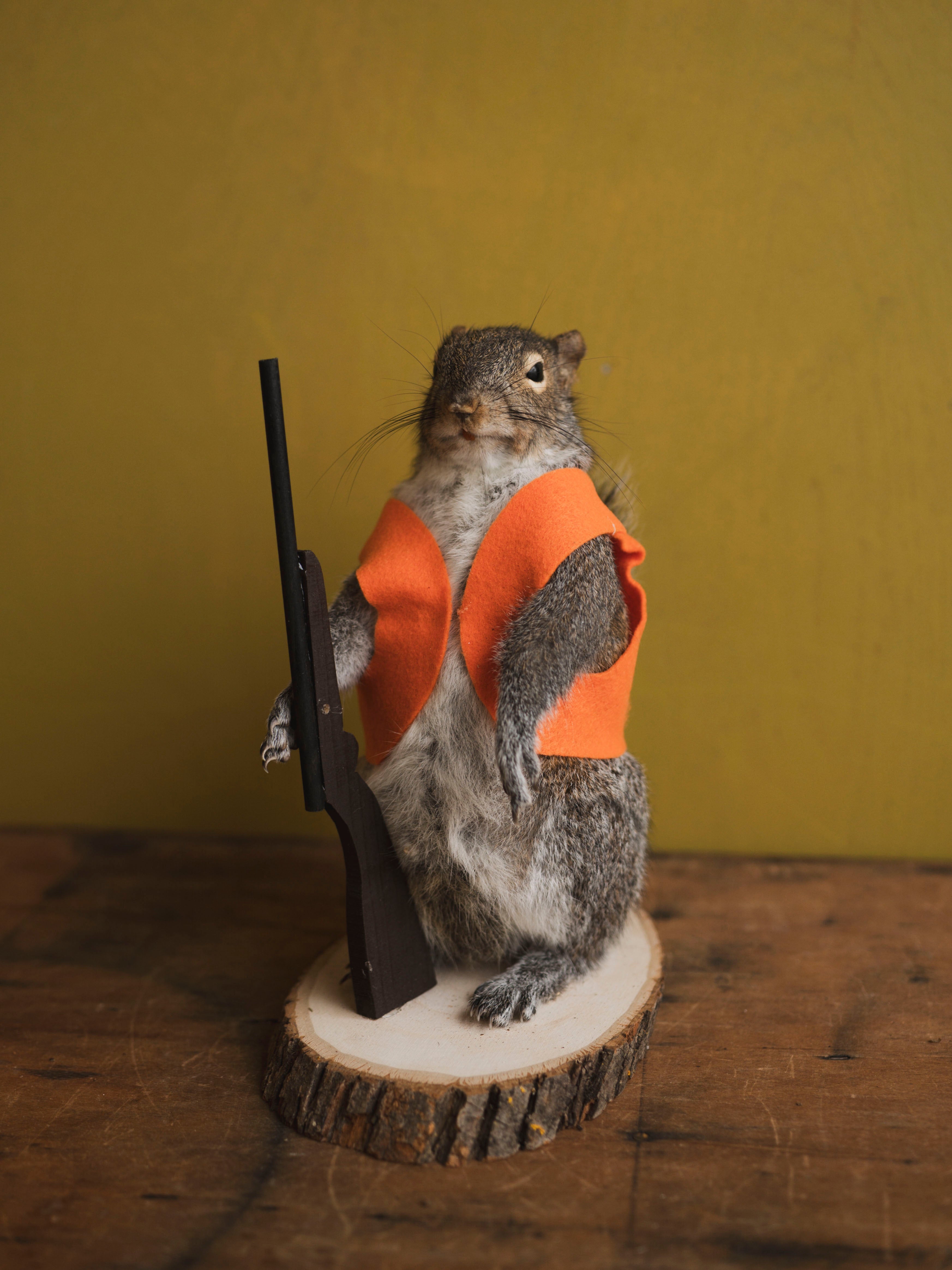 Hunting Squirrel Taxidermy (Don), TA416