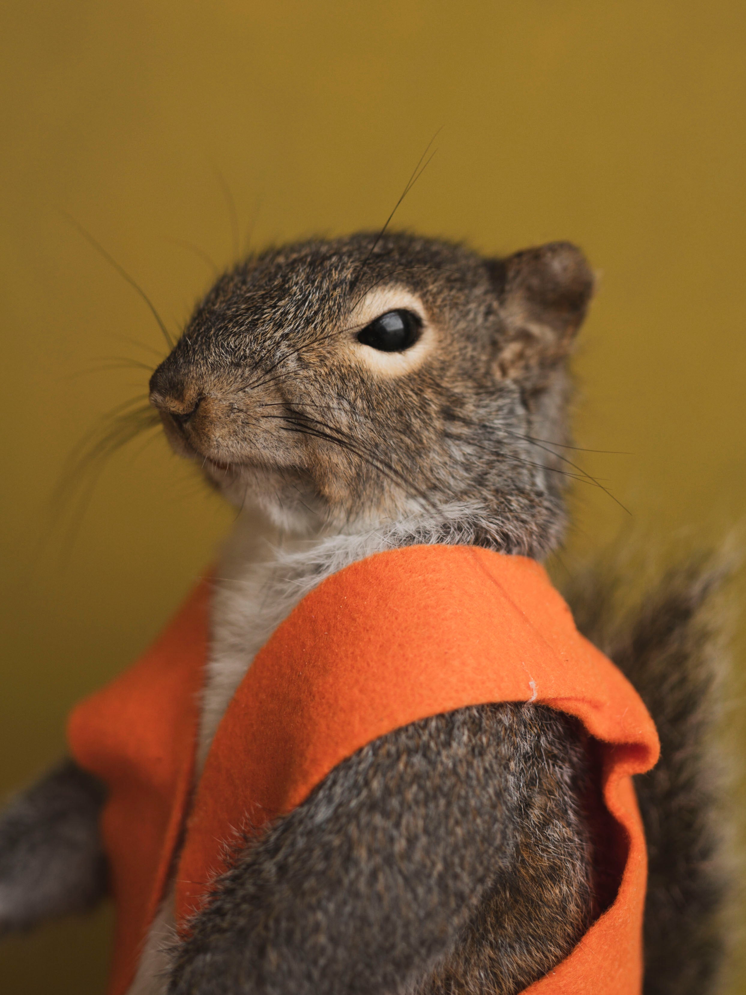 Hunting Squirrel Taxidermy (Don), TA416