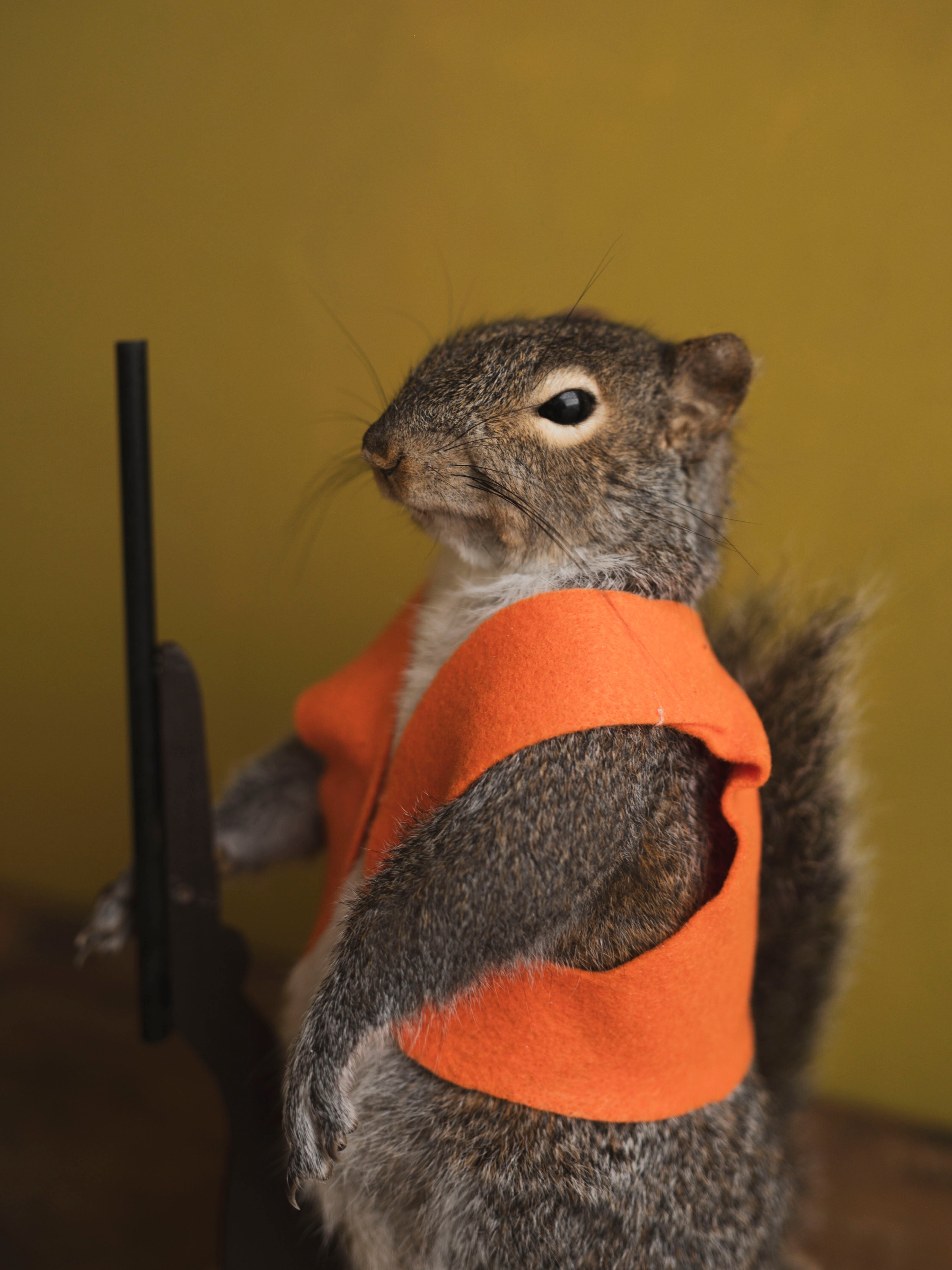 Hunting Squirrel Taxidermy (Don), TA416