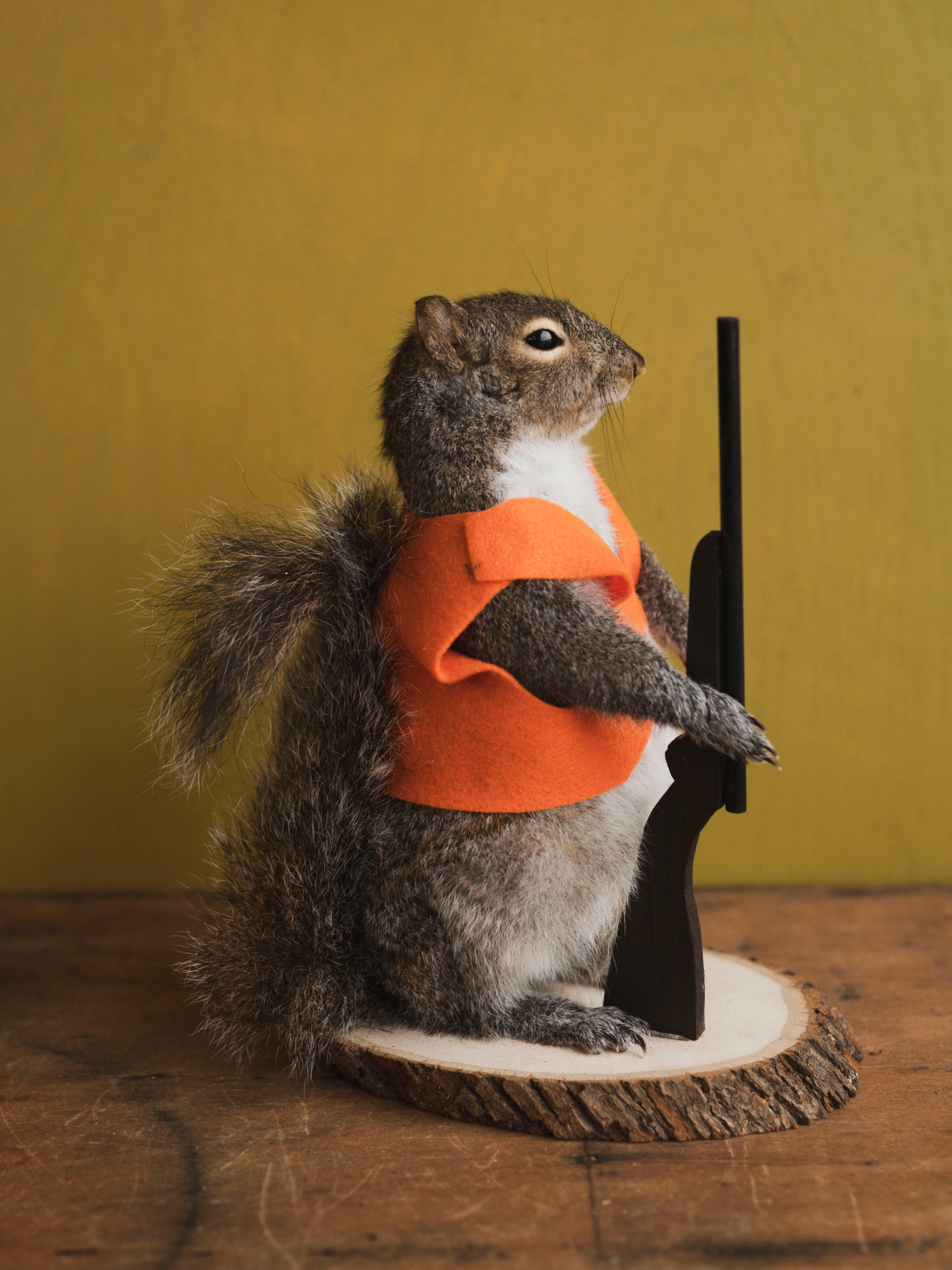 Hunting Squirrel Taxidermy (Don), TA416
