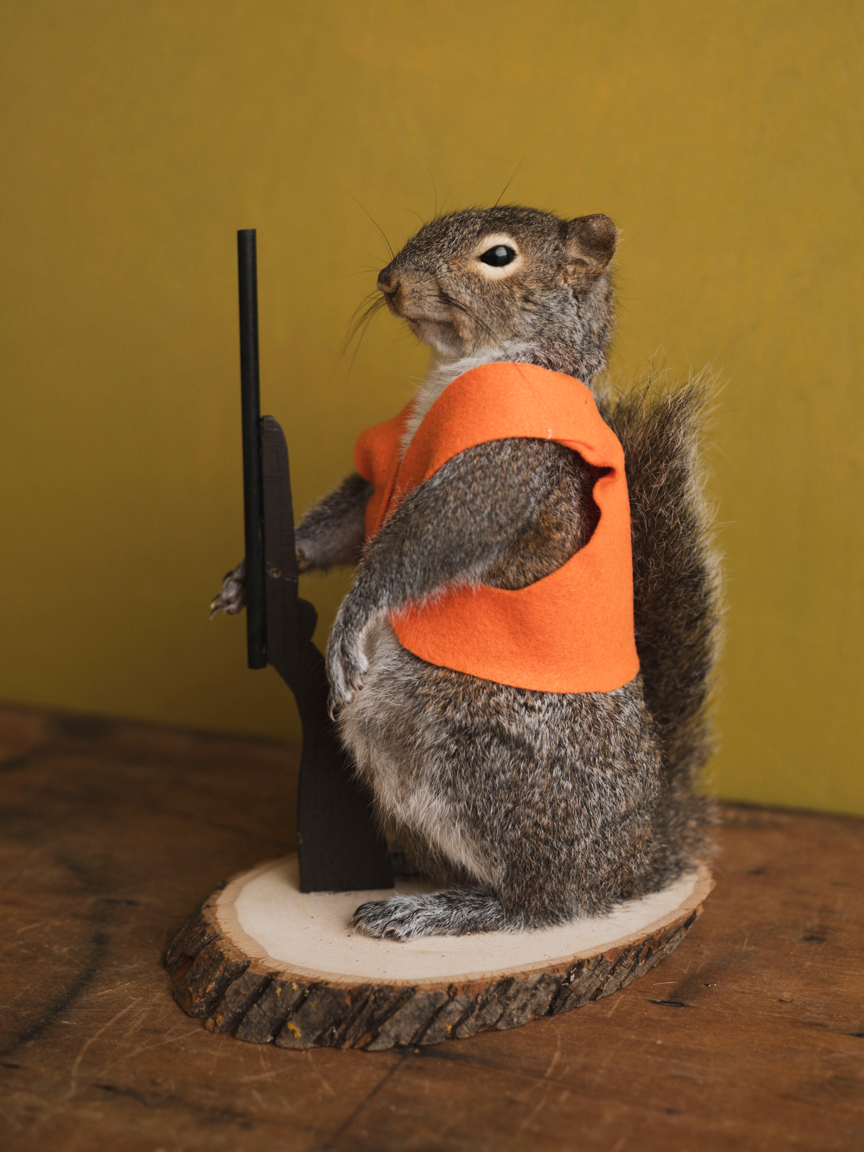 Hunting Squirrel Taxidermy (Don), TA416