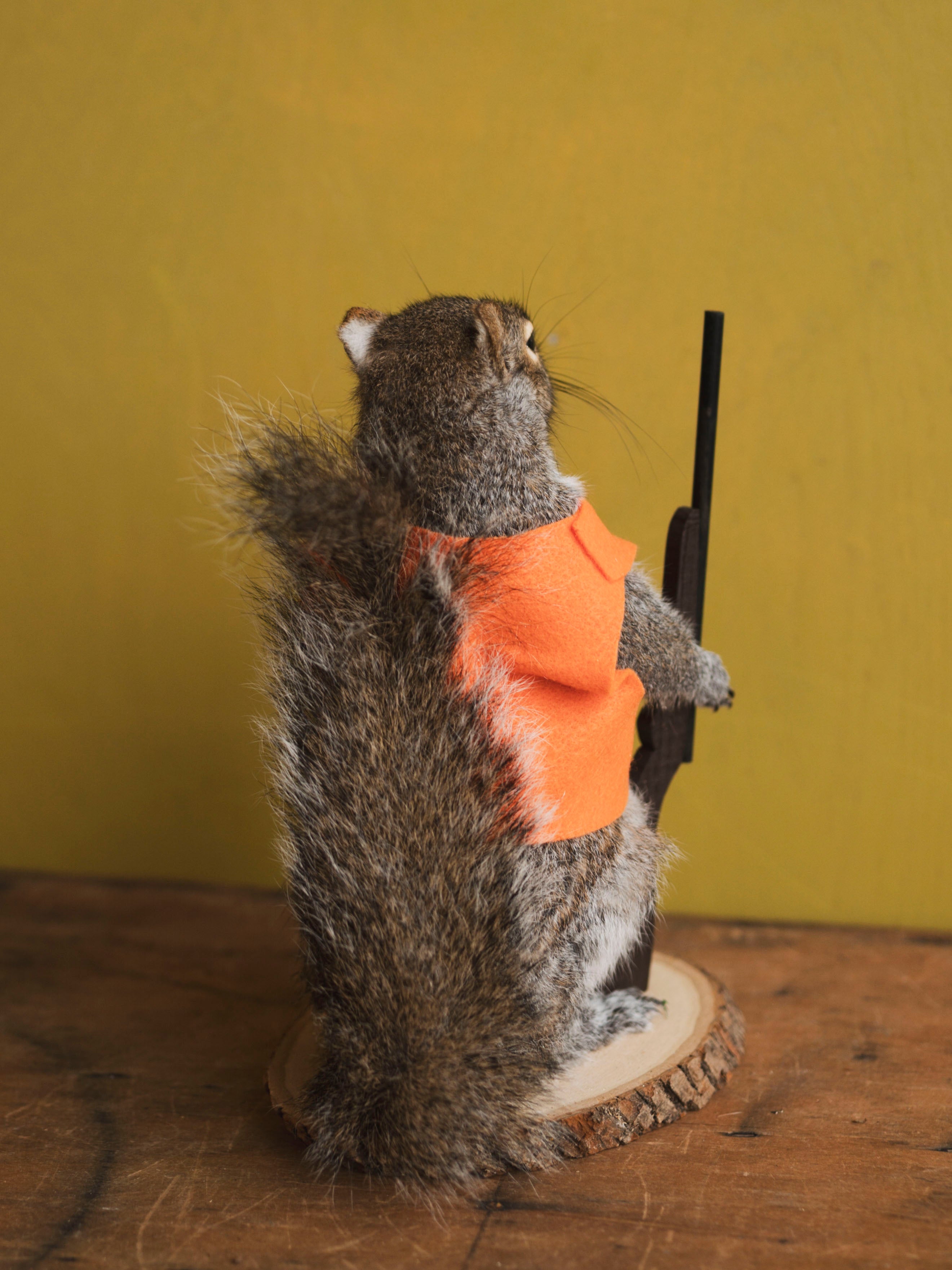 Hunting Squirrel Taxidermy (Don), TA416