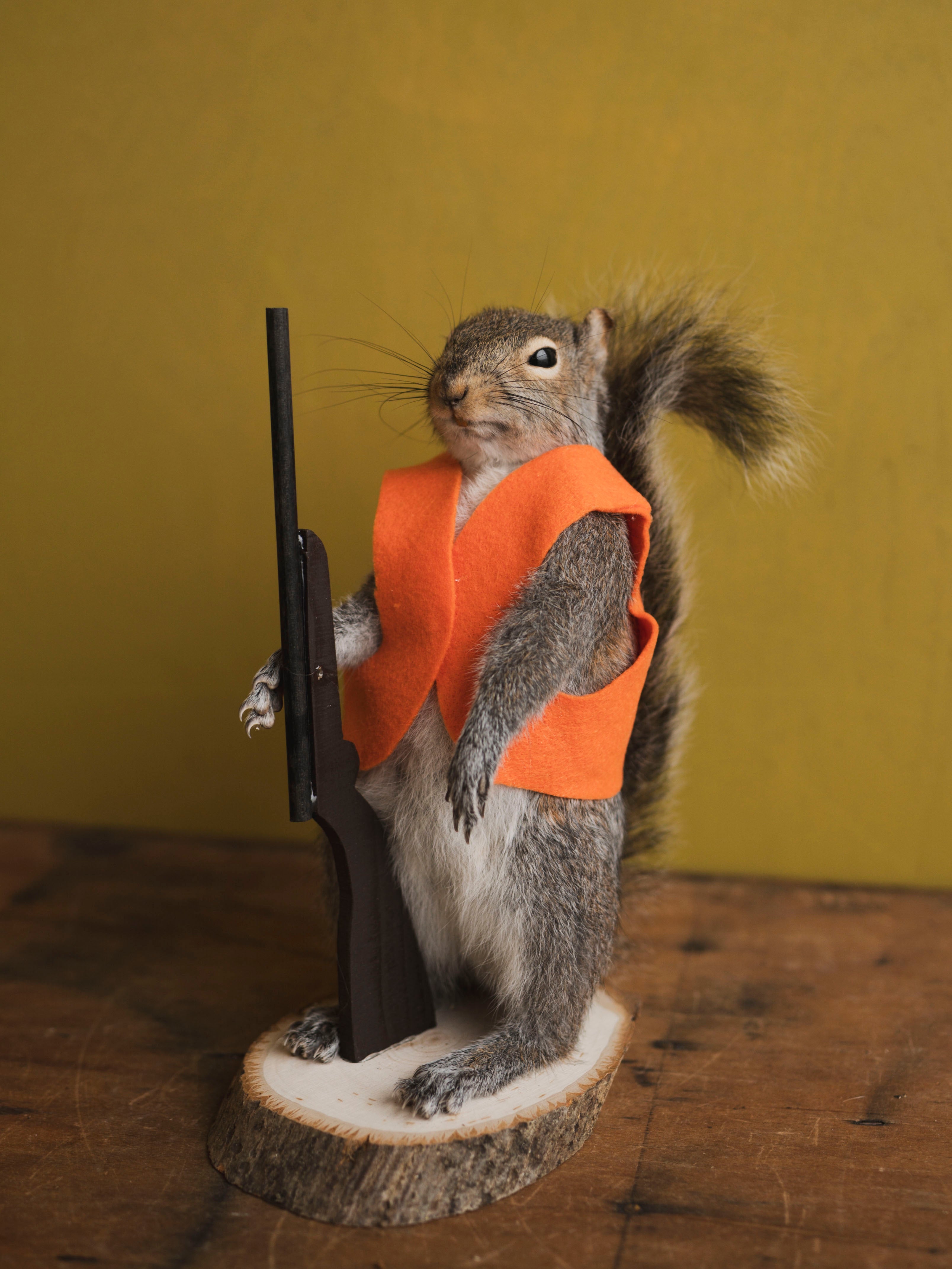 Hunting Squirrel Taxidermy (Gary), TA417