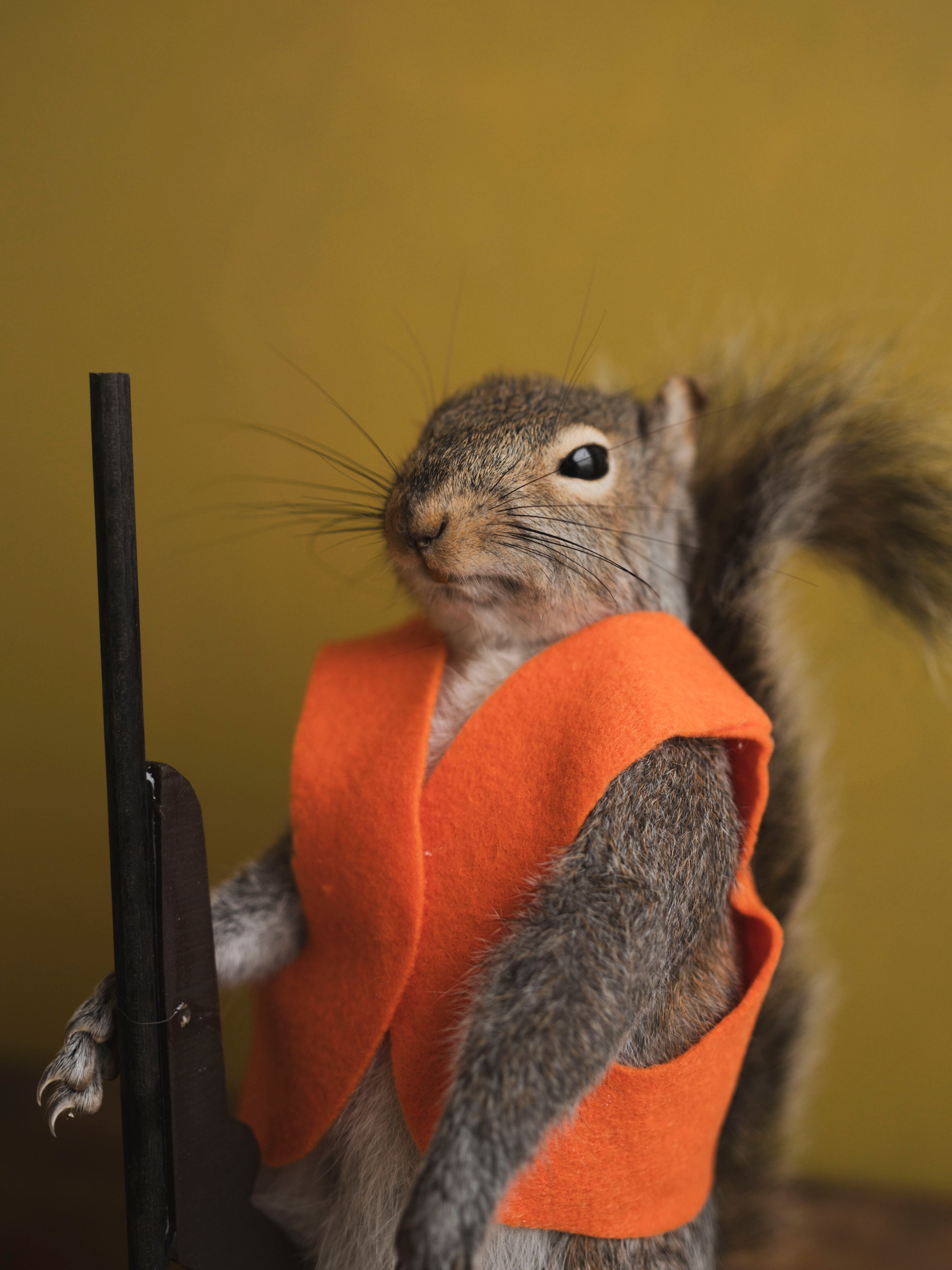 Hunting Squirrel Taxidermy (Gary), TA417