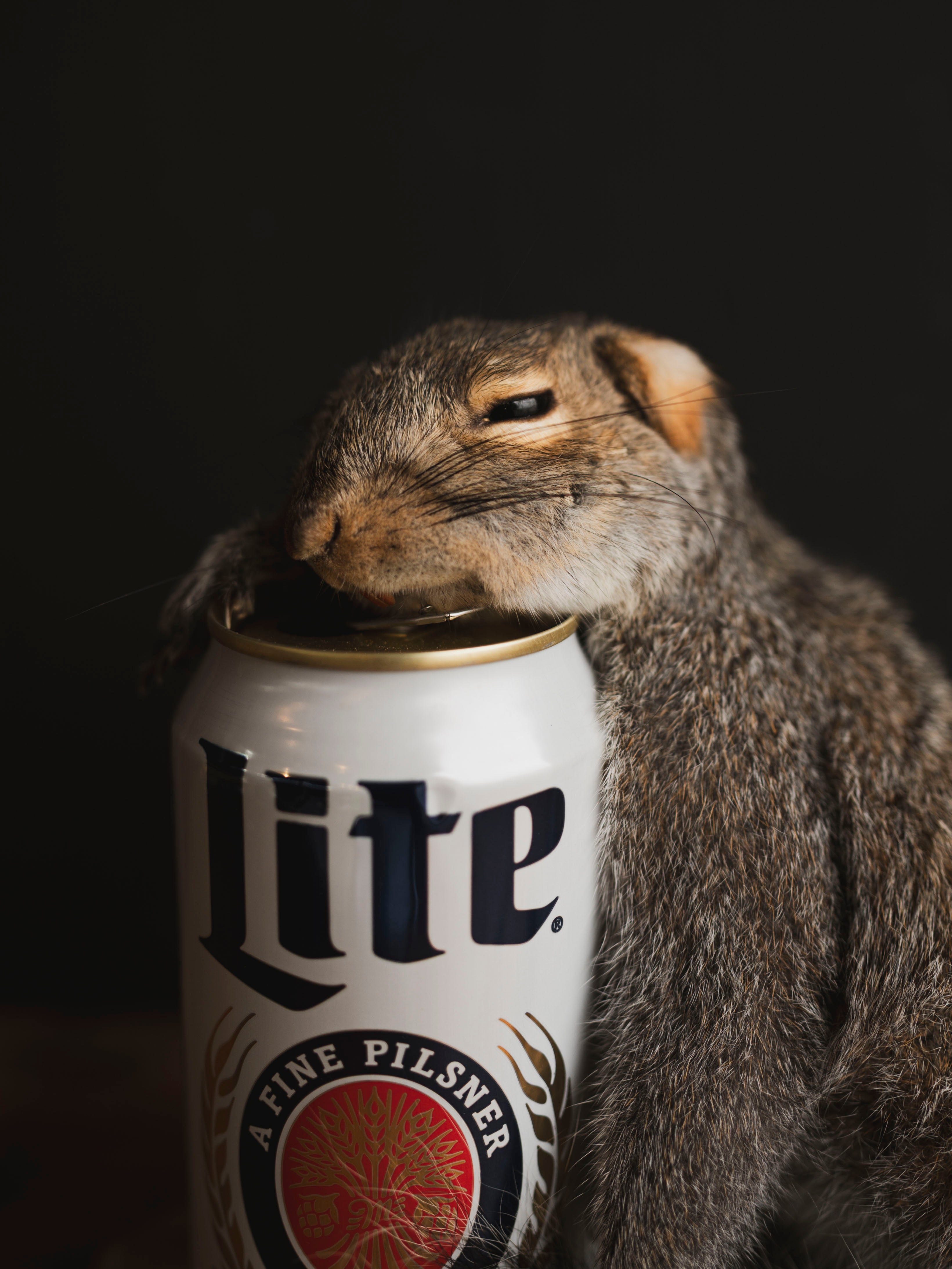 Passed Out Squirrel Taxidermy (Buzz), TA427