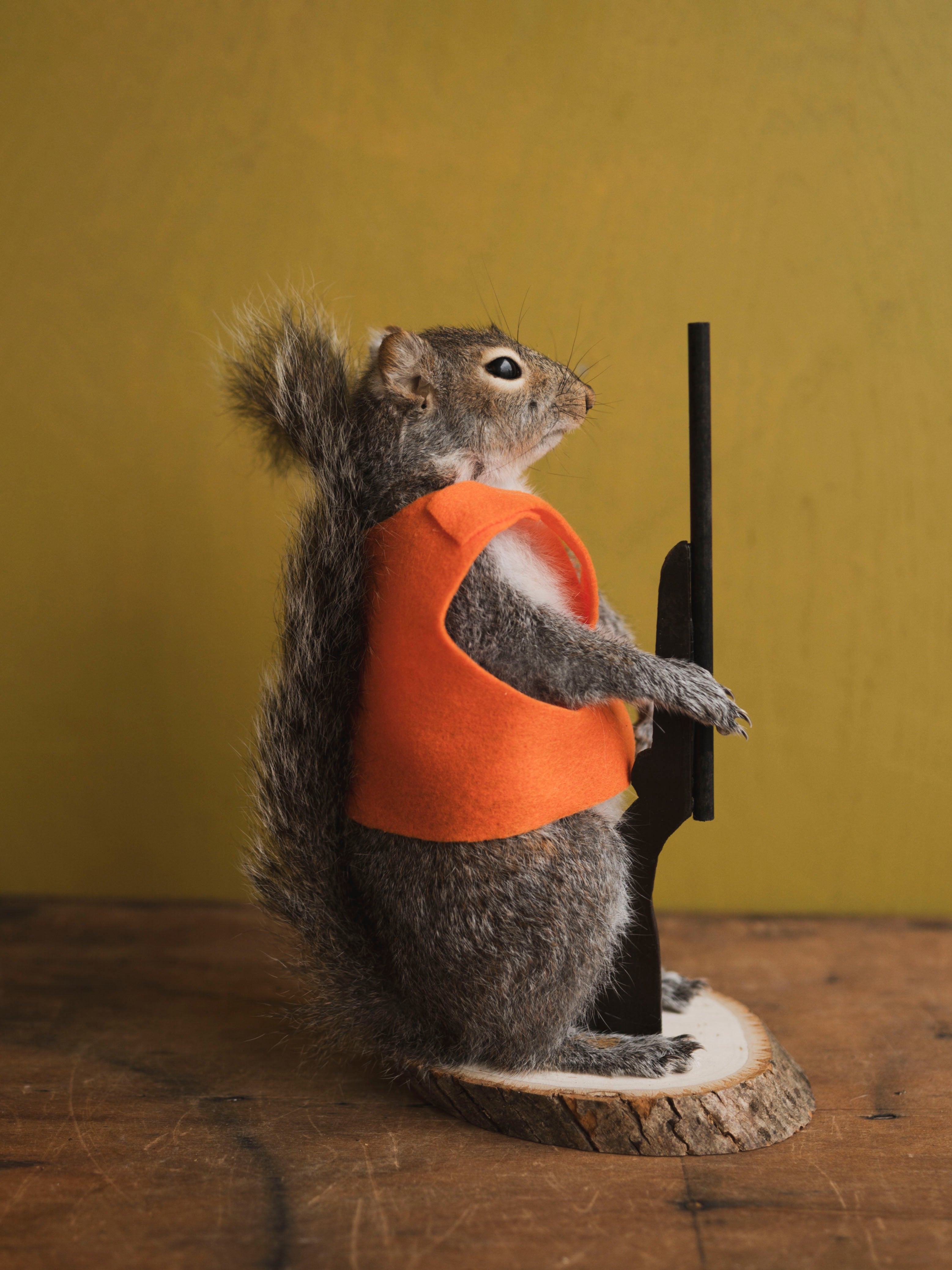 Hunting Squirrel Taxidermy (Gary), TA417