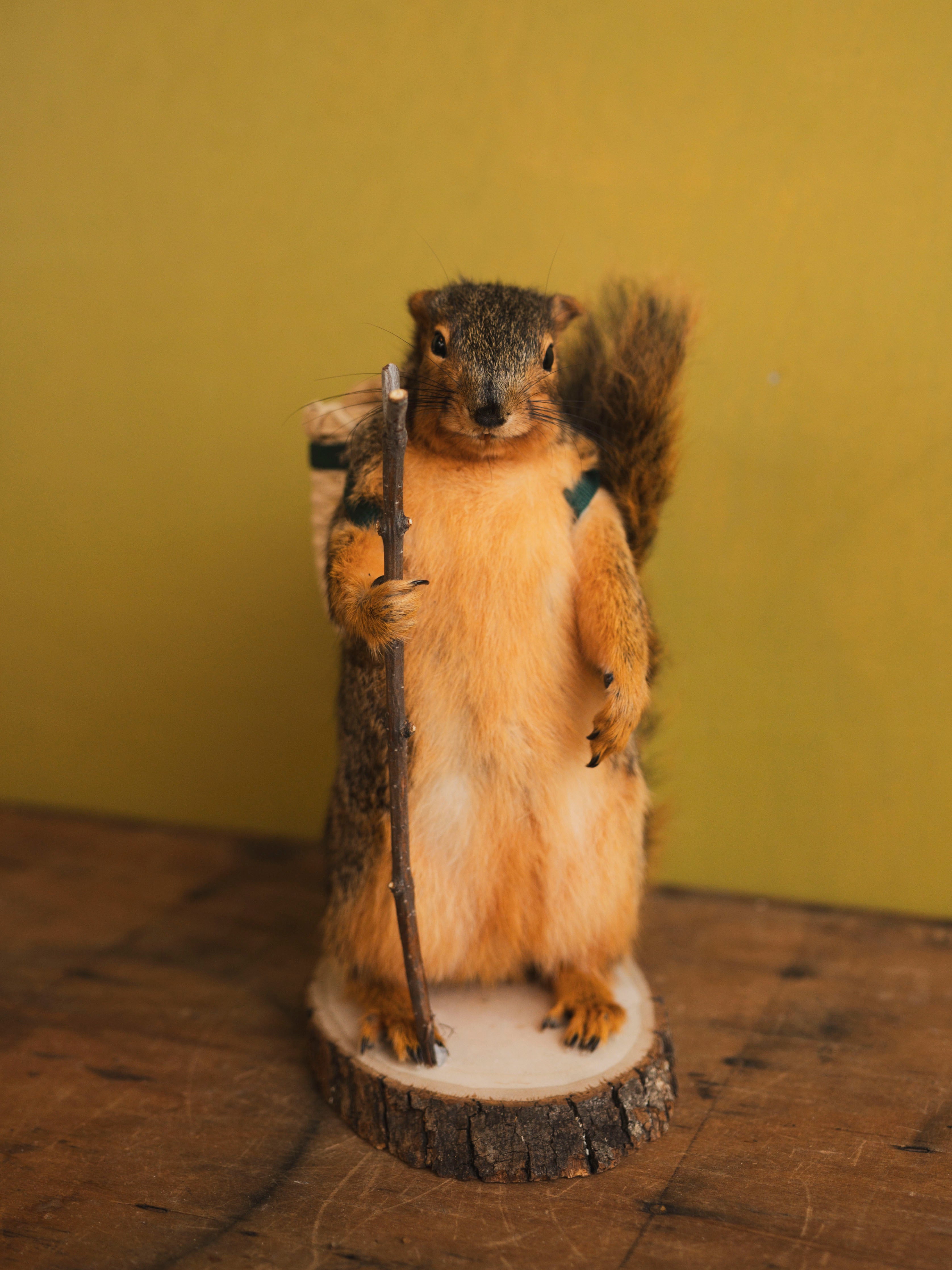 Hiking Squirrel Taxidermy (Chester), TA418