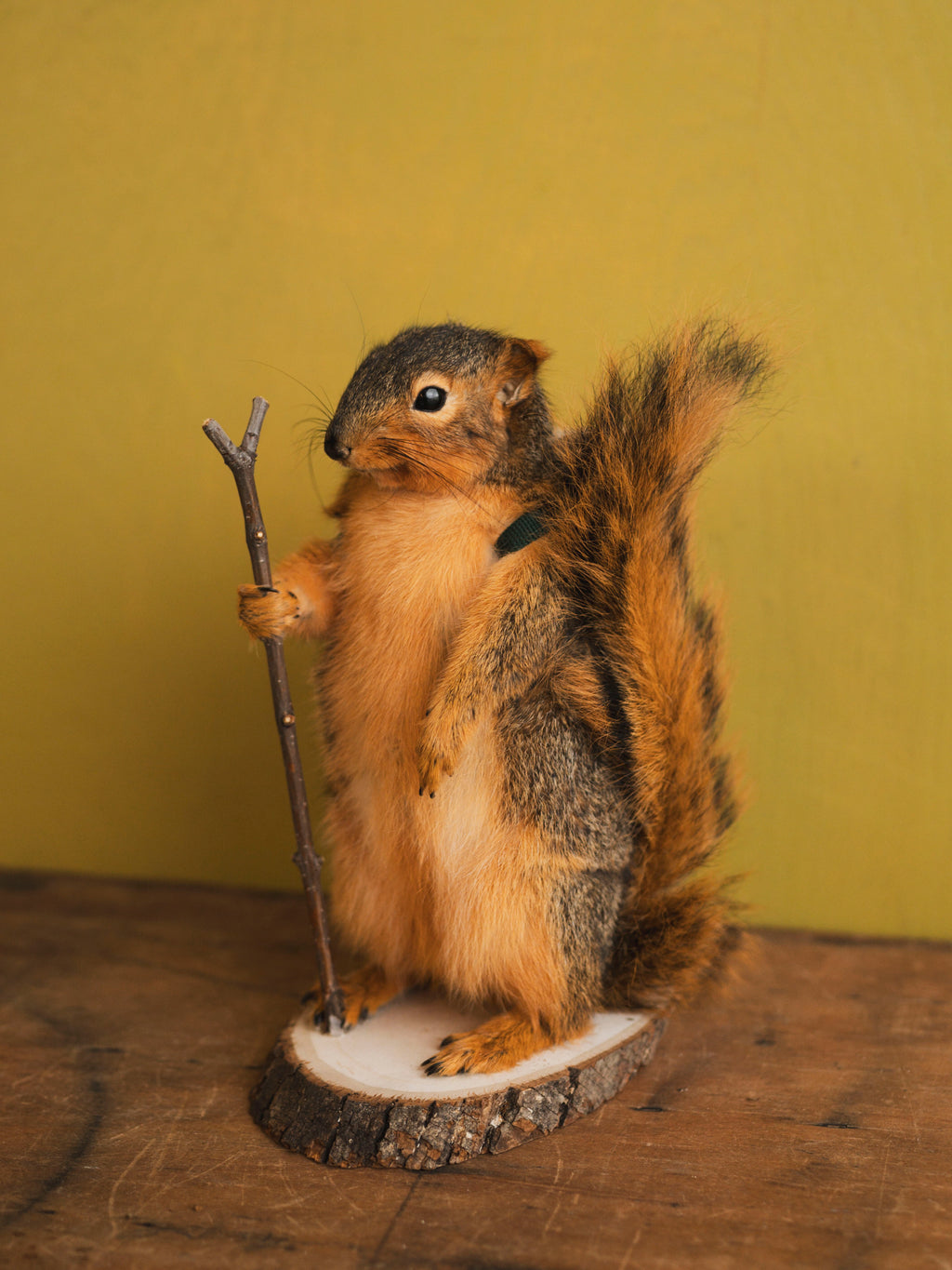 Hiking Squirrel Taxidermy (Chester), TA418