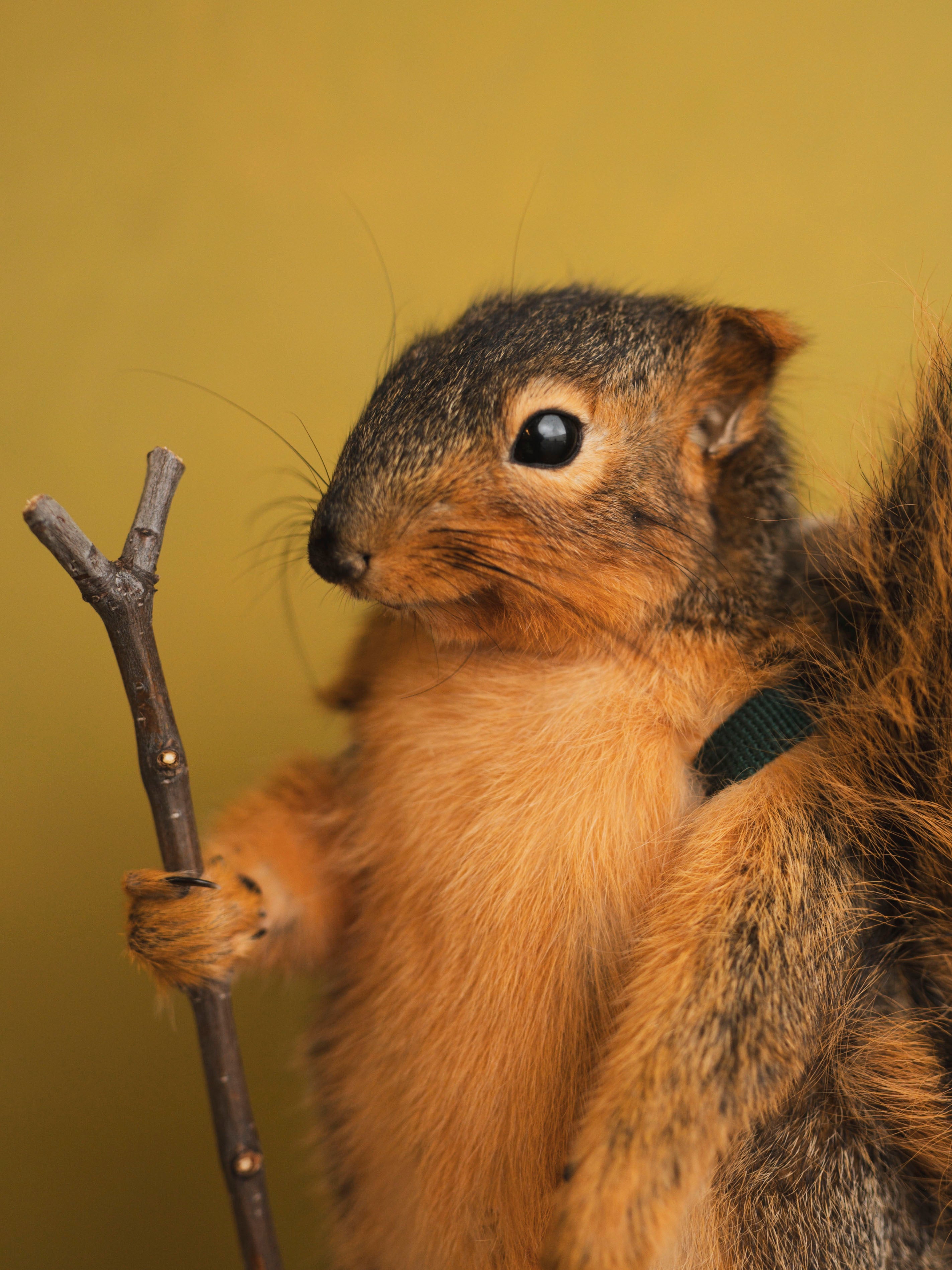 Hiking Squirrel Taxidermy (Chester), TA418
