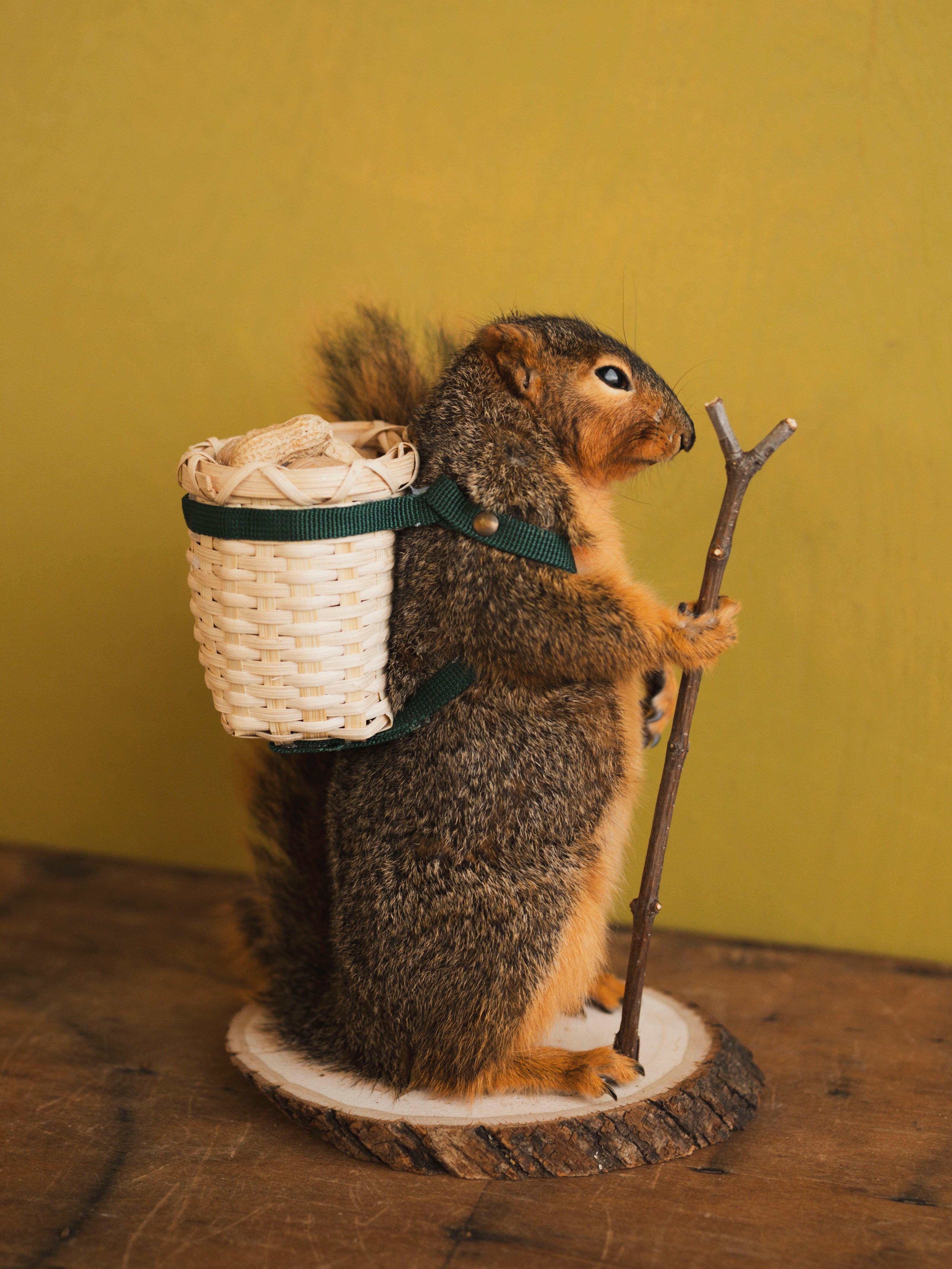 Hiking Squirrel Taxidermy (Chester), TA418
