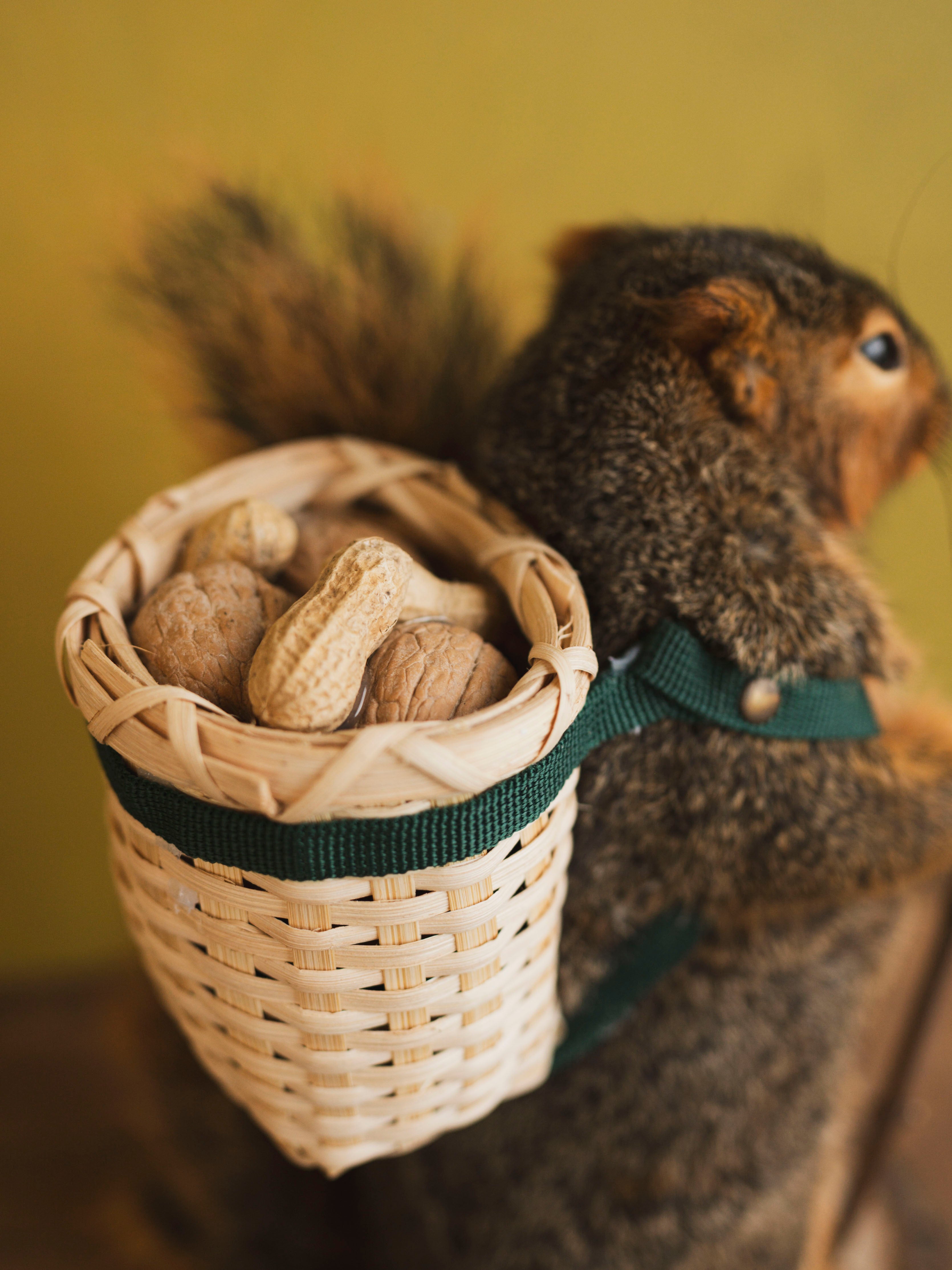 Hiking Squirrel Taxidermy (Chester), TA418