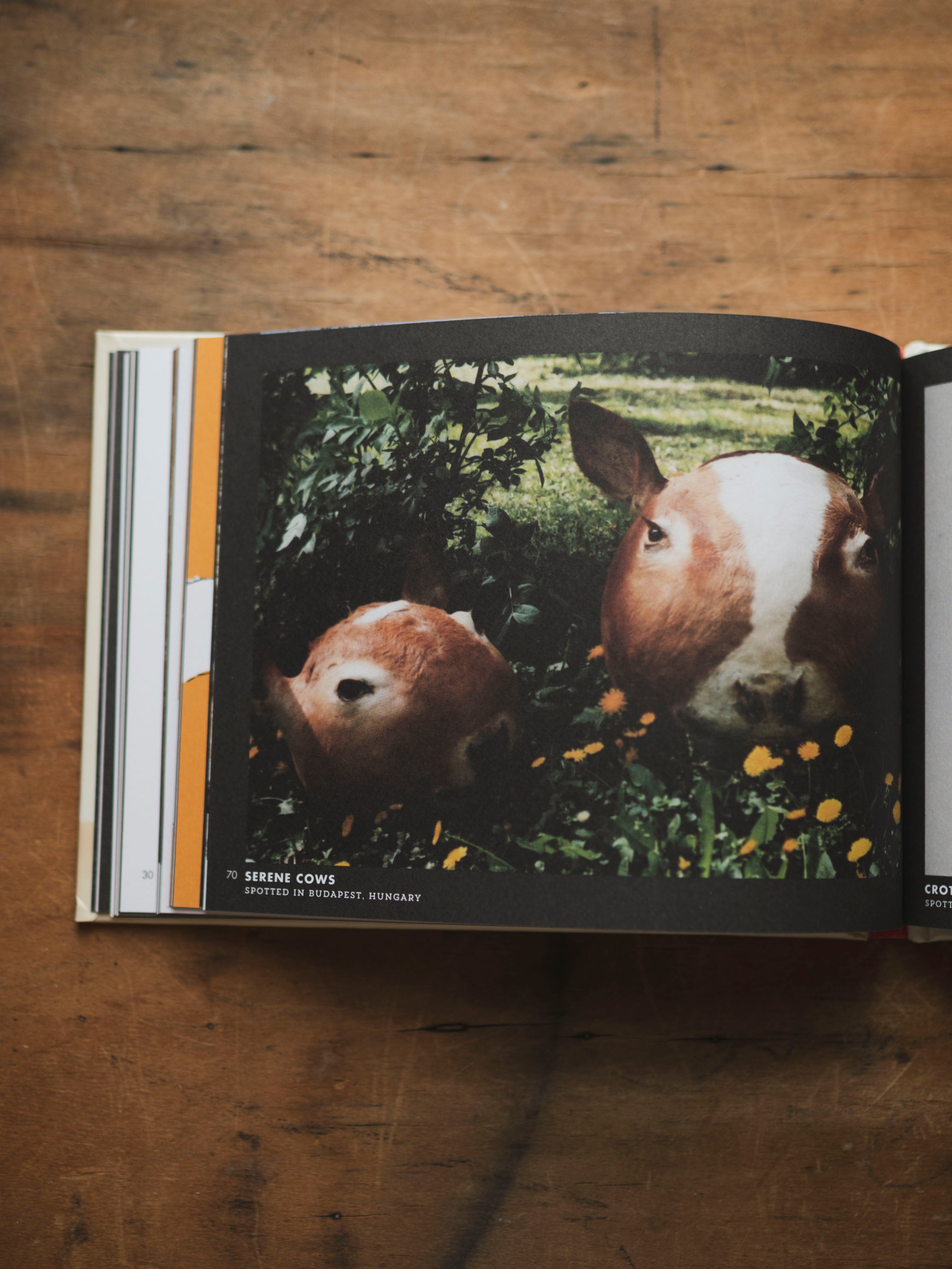 Crap Taxidermy, BO228