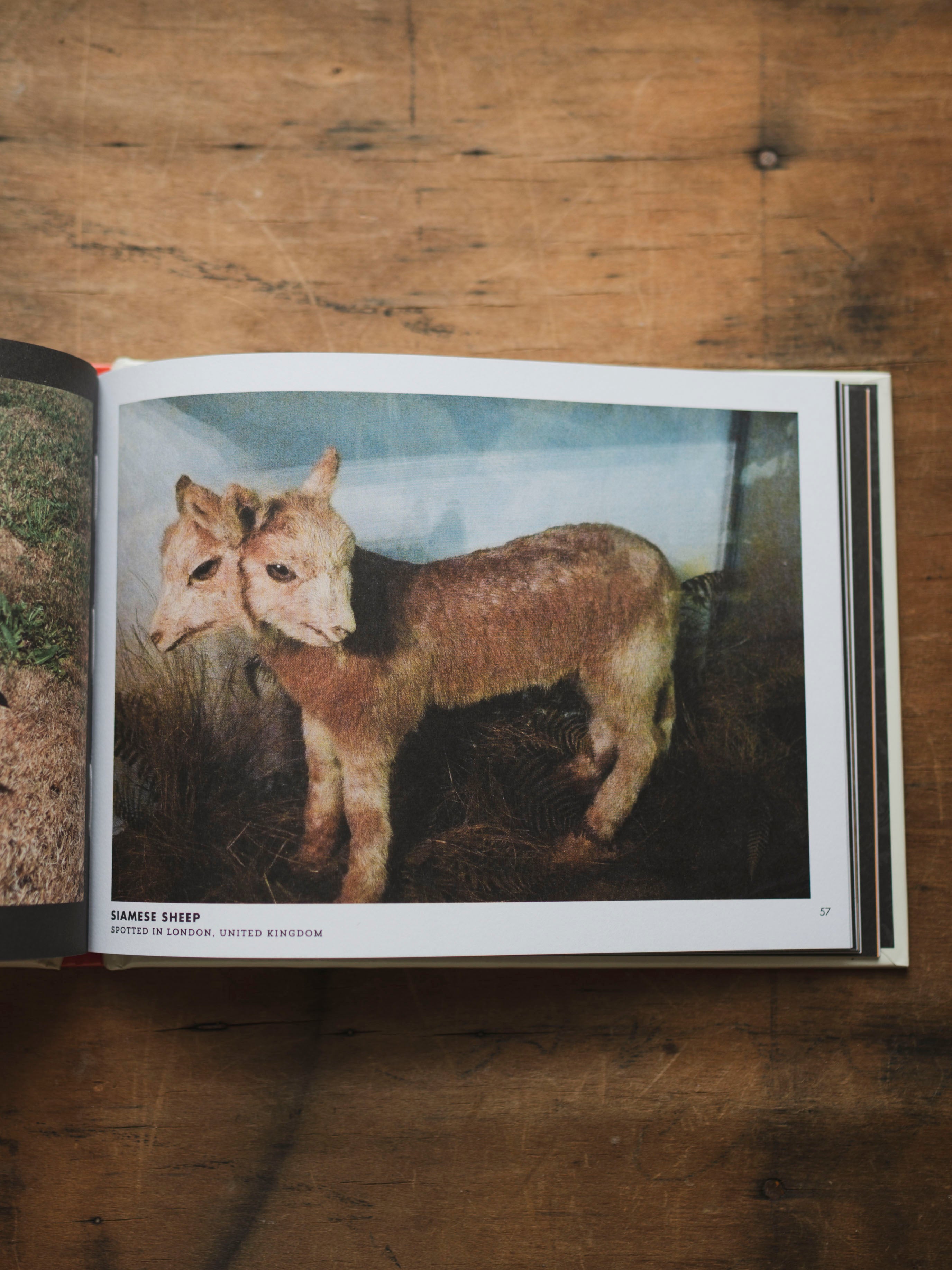 Crap Taxidermy, BO228