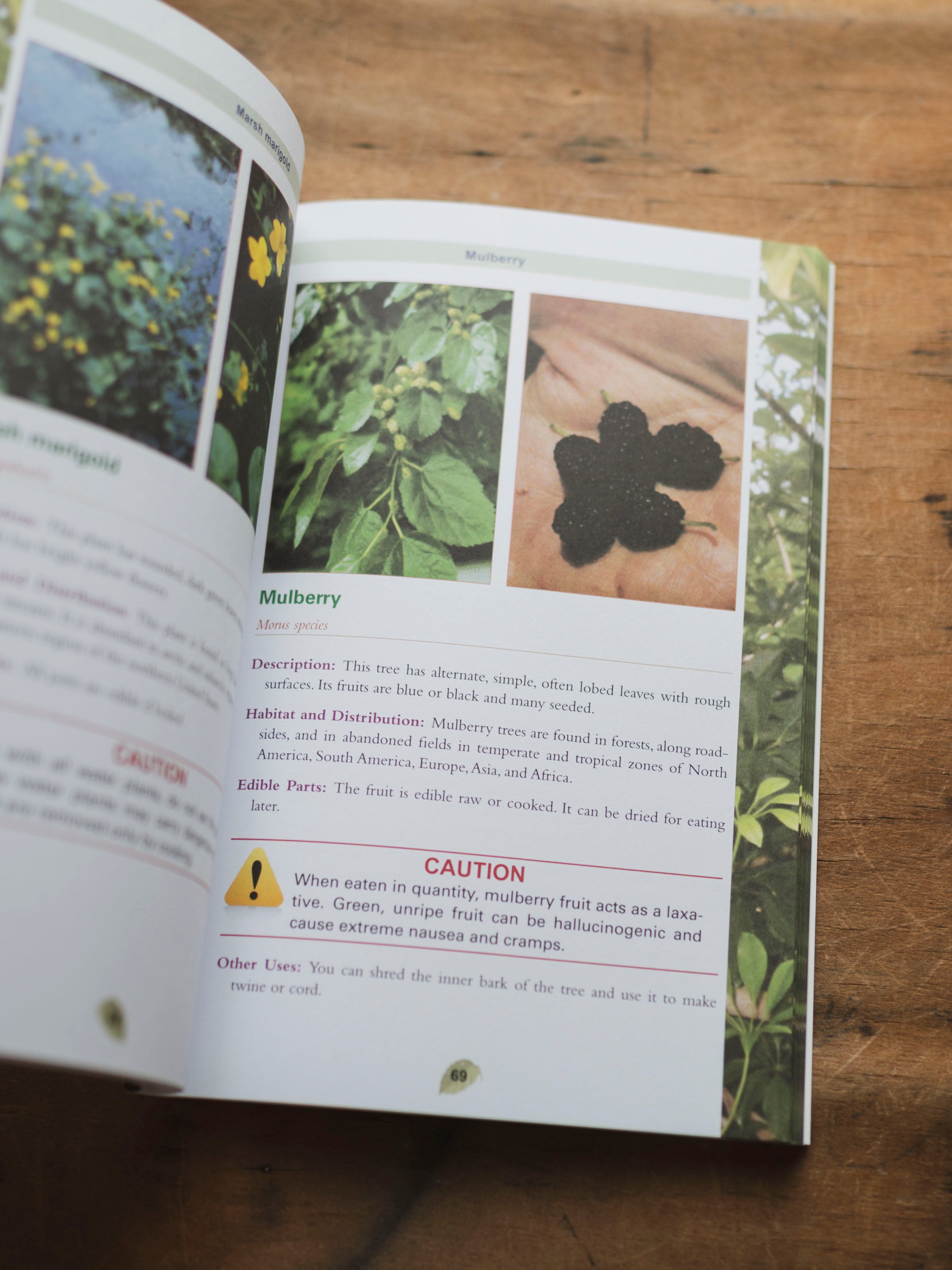 The Complete Guide to Edible Wild Plants, BO244