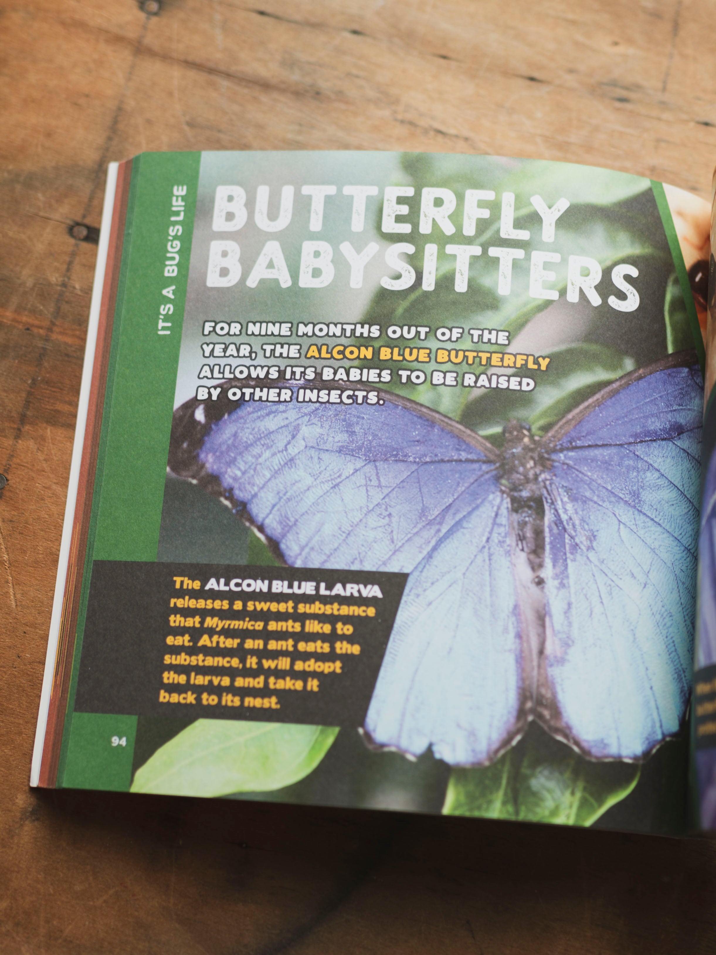 The Fascinating Bug Book, BO234