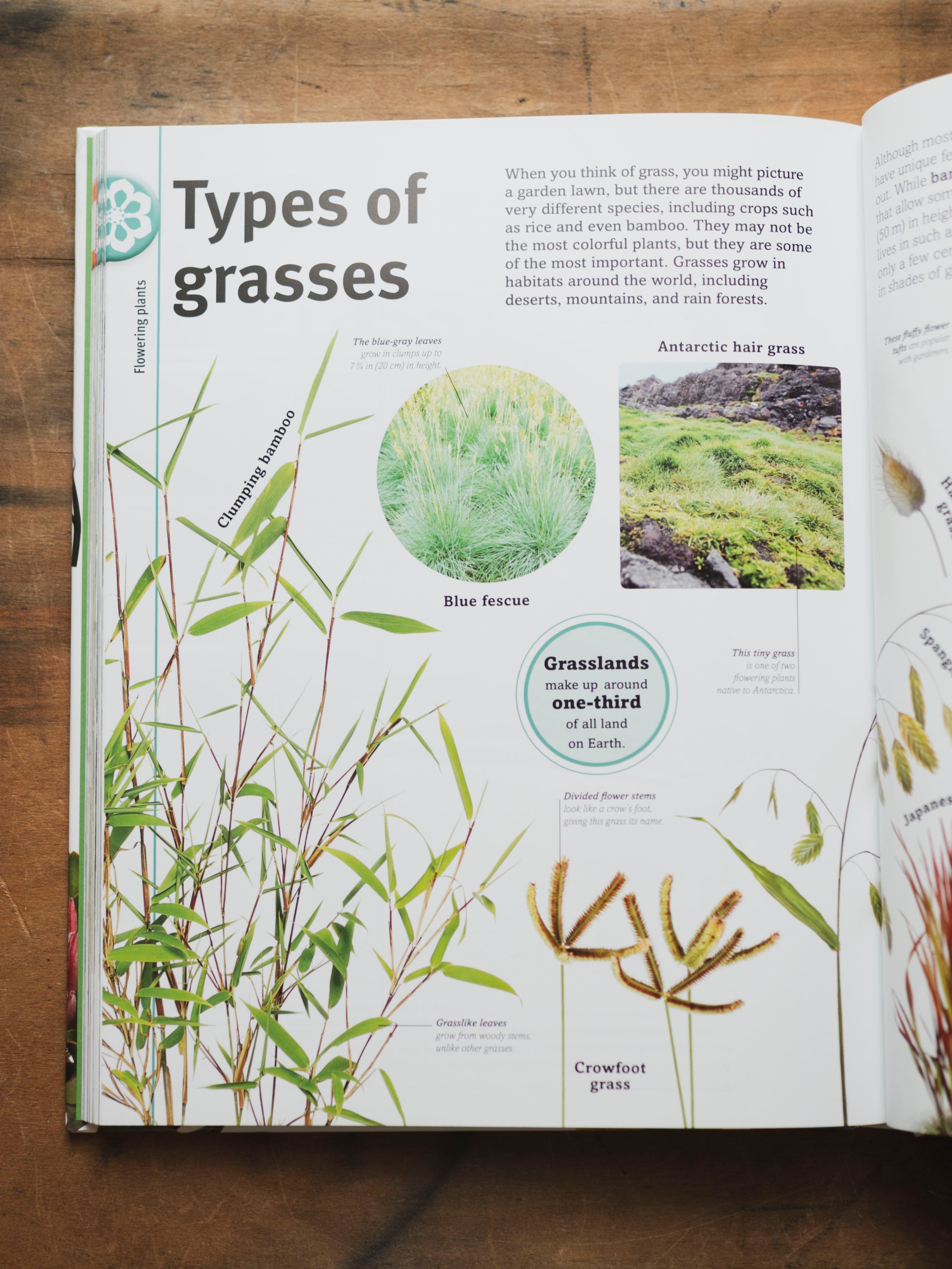 Trees, Leaves, Flowers and Seeds, BO233