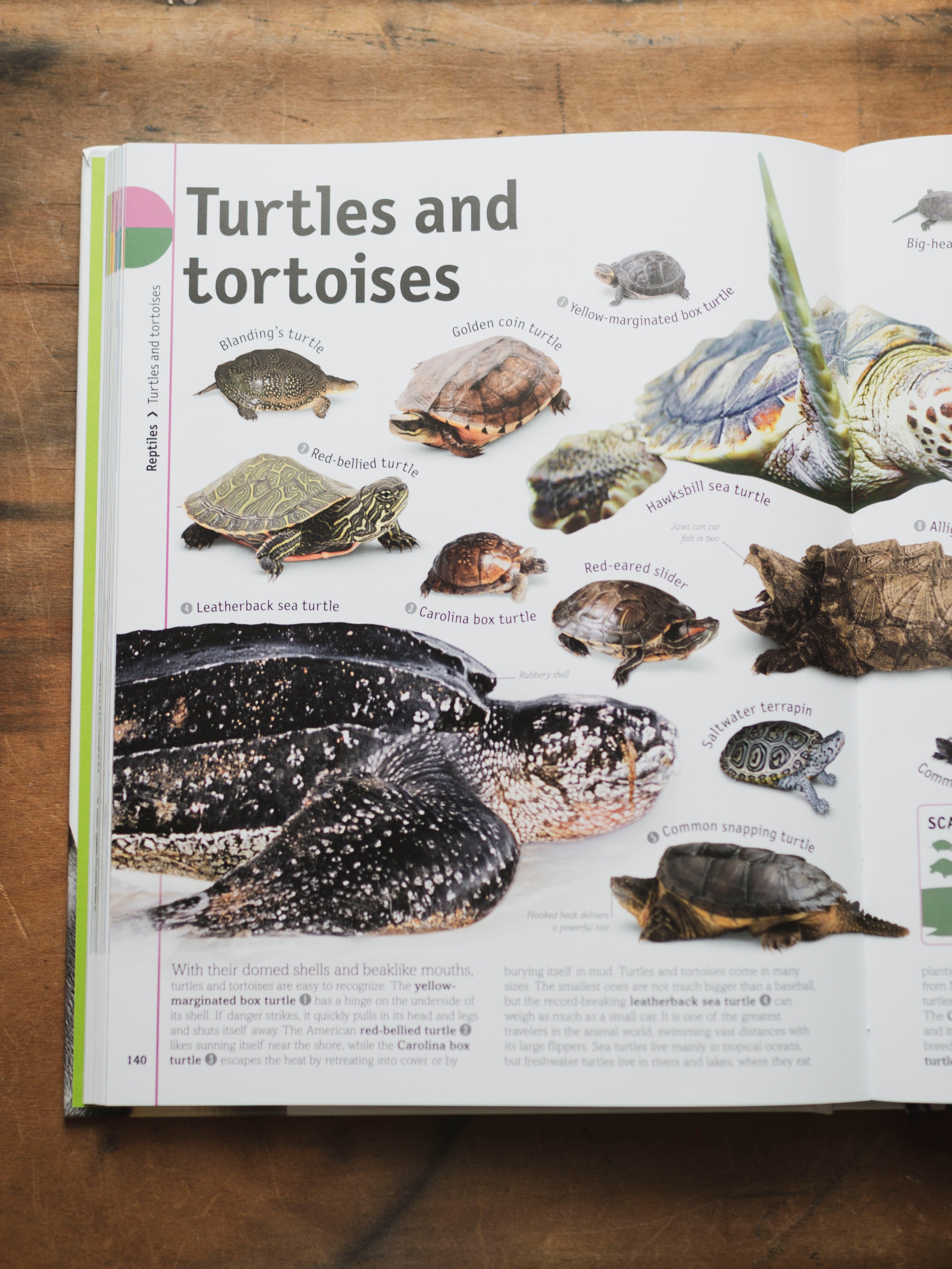 The Animal Book, BO238