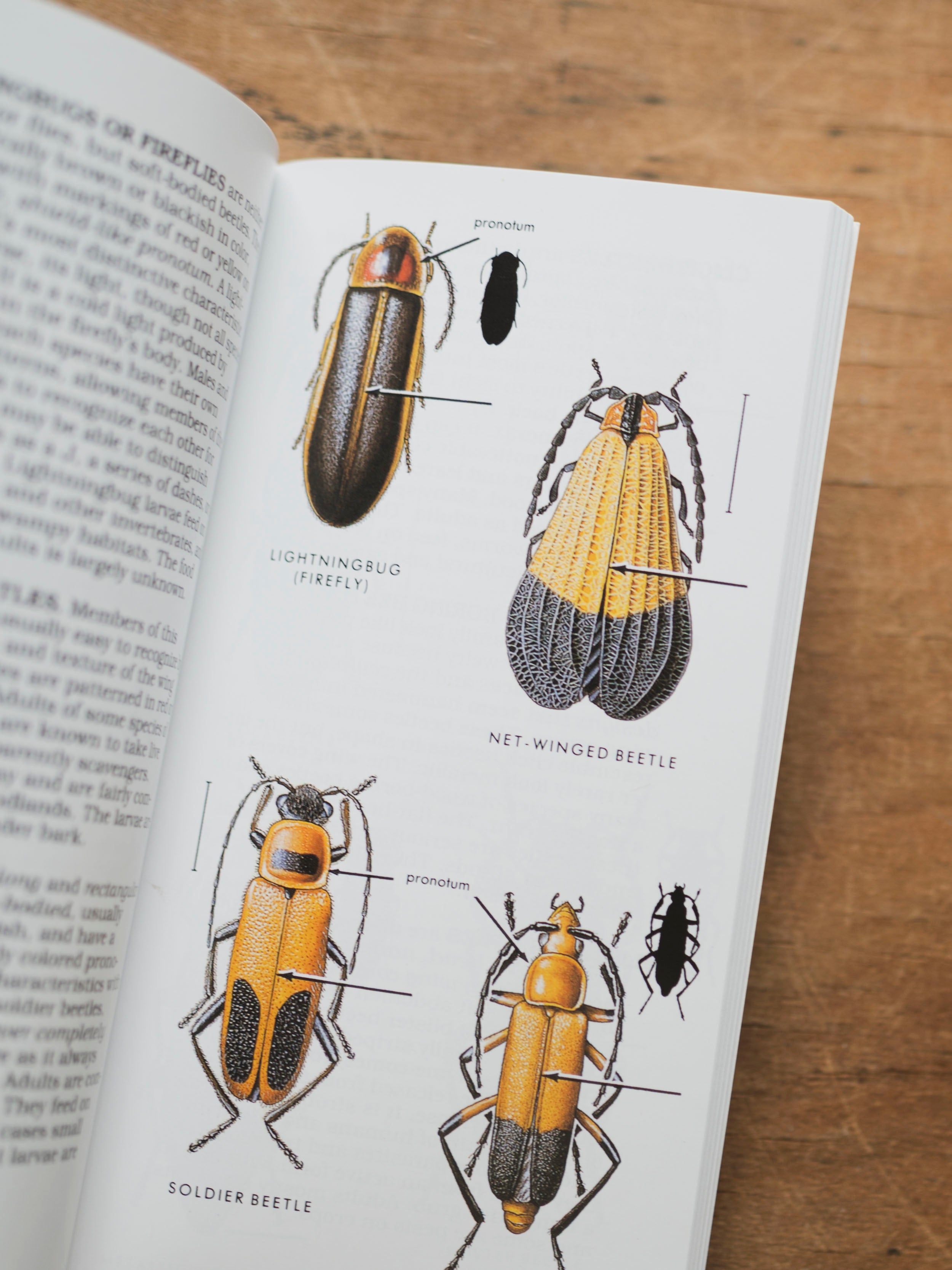 Peterson Guide to Insects of North America, BO246