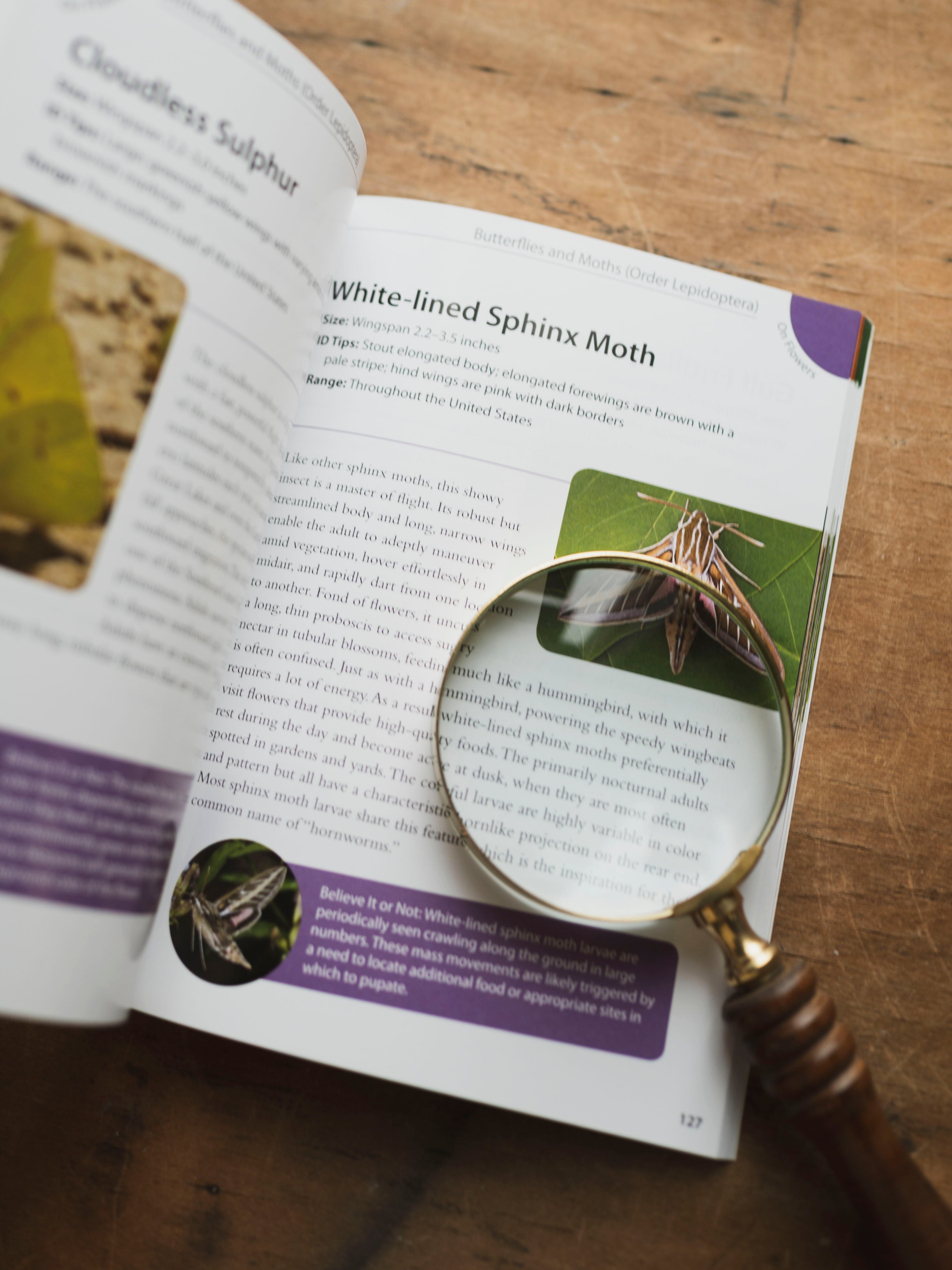 Backyard Bugs, BO203