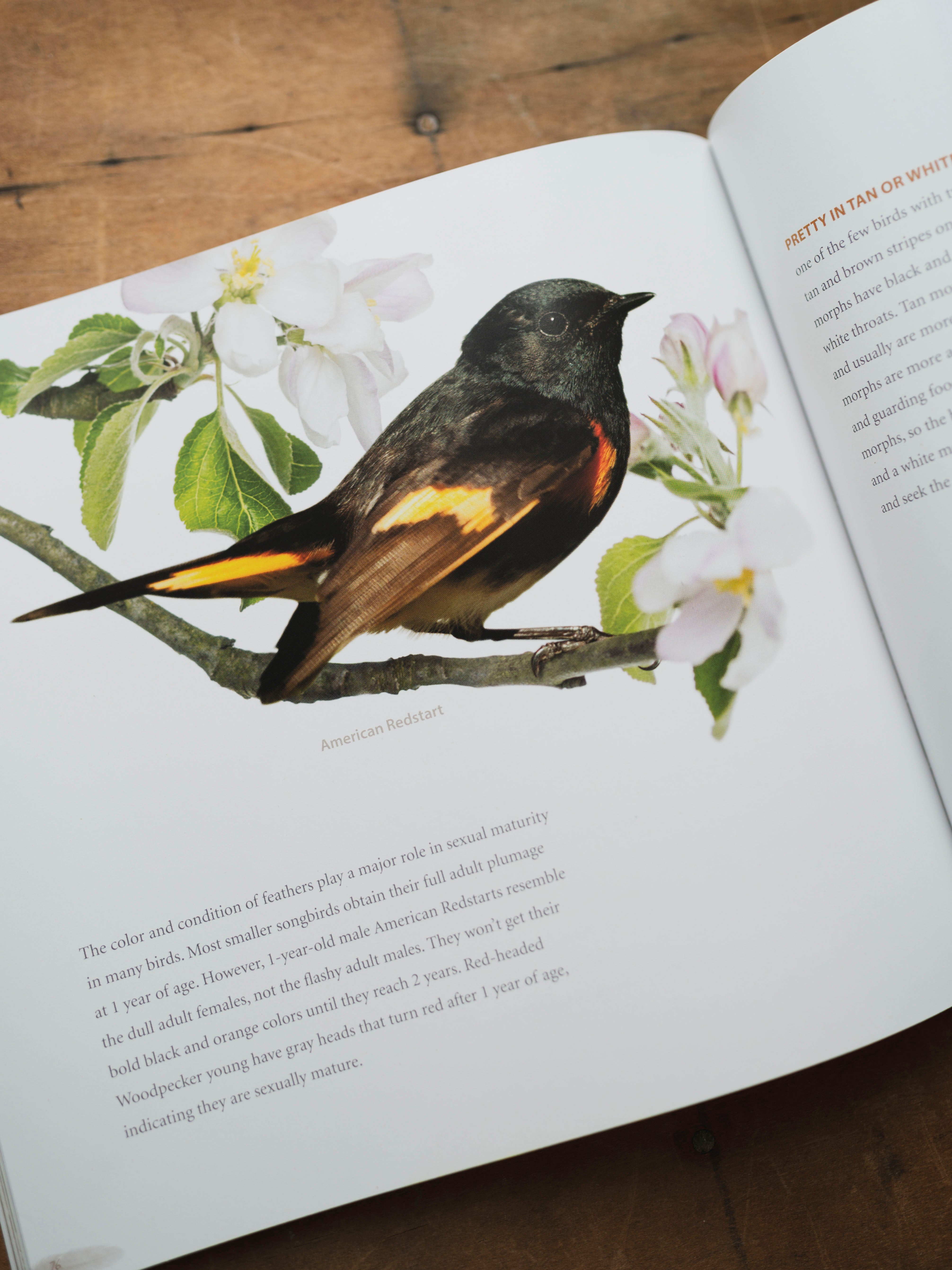 Feathers Coffee Table Book, BO215