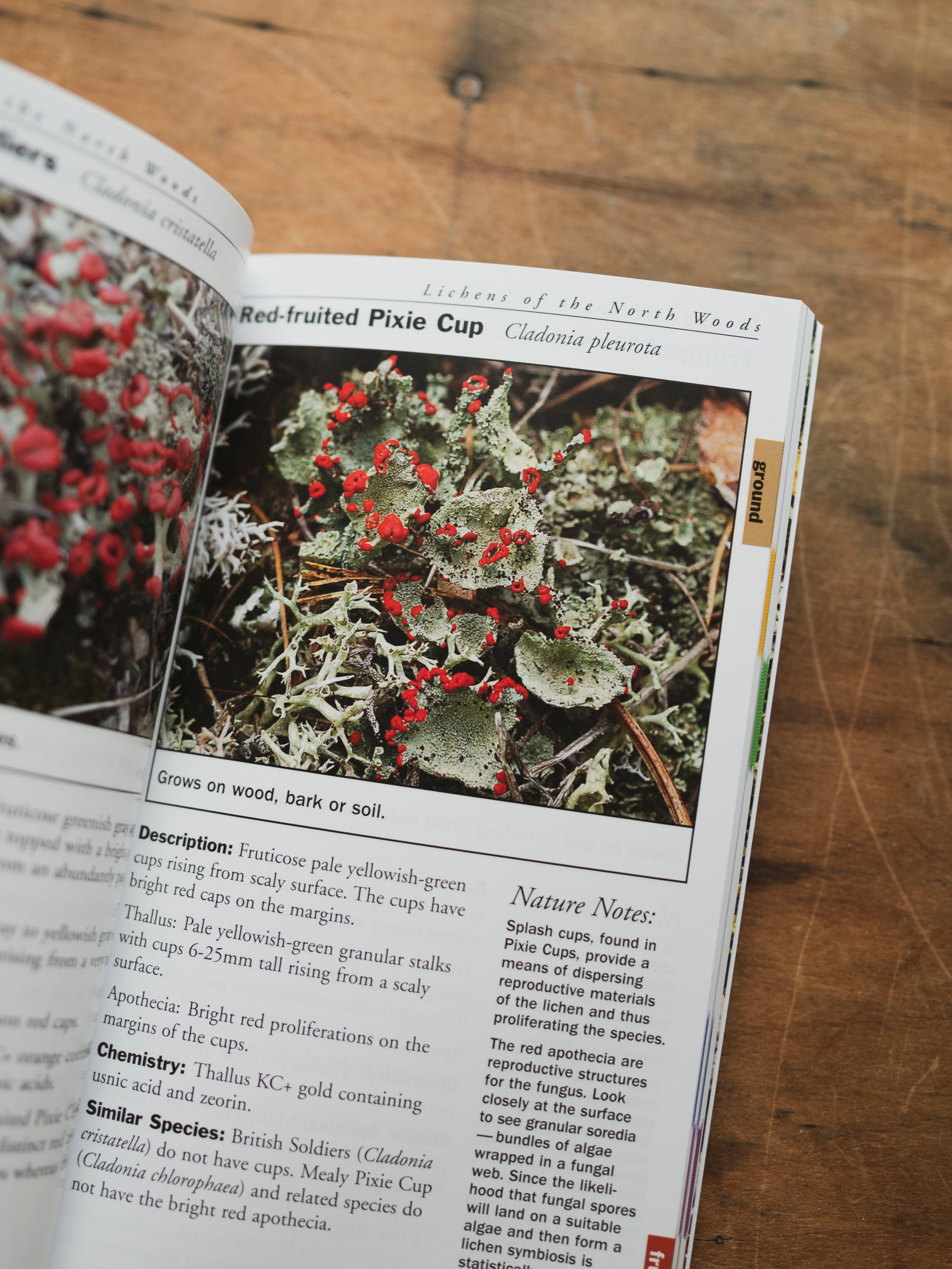 Lichens of the North Woods, BO218