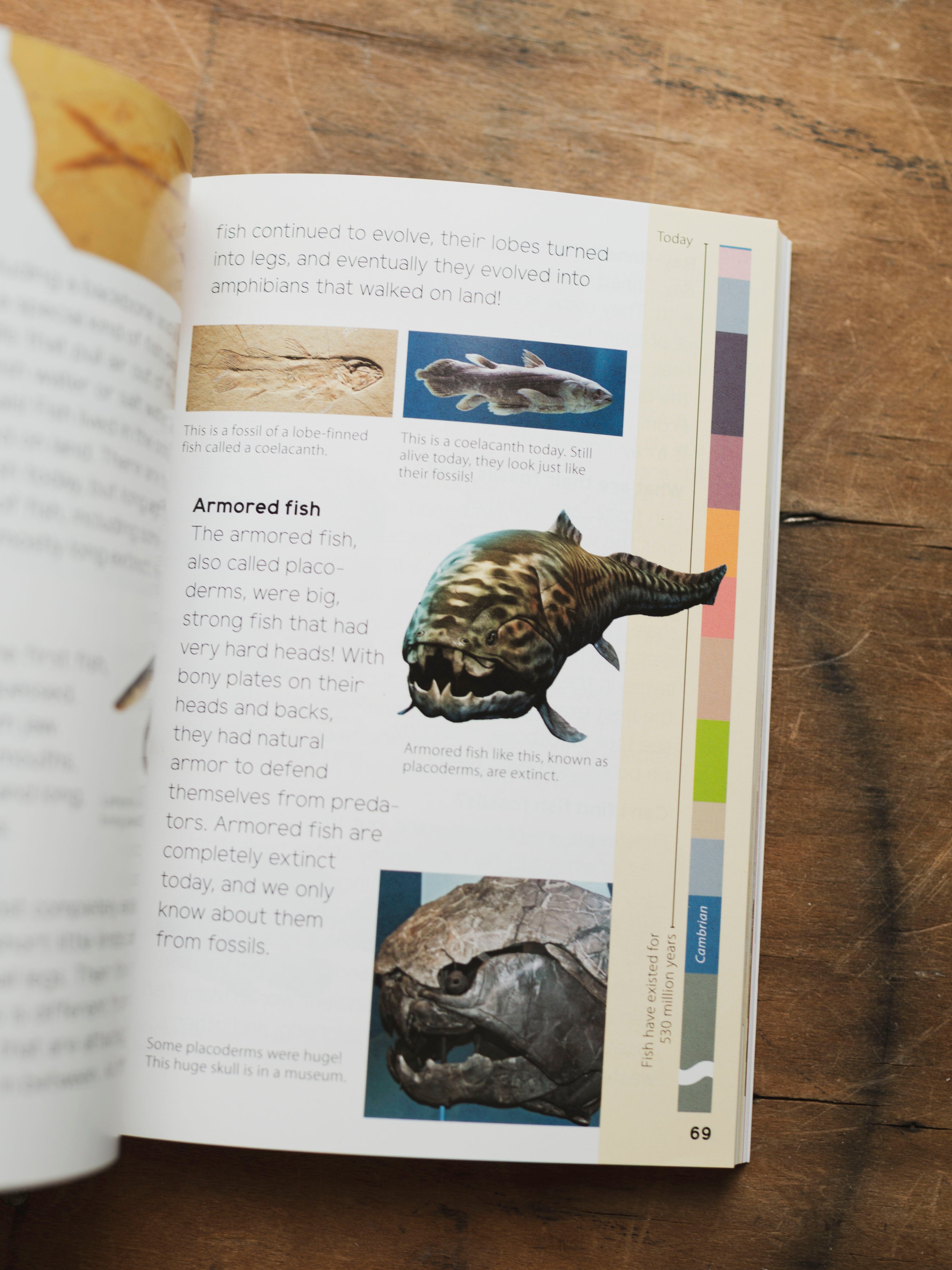 Fossils for Kids, BO214