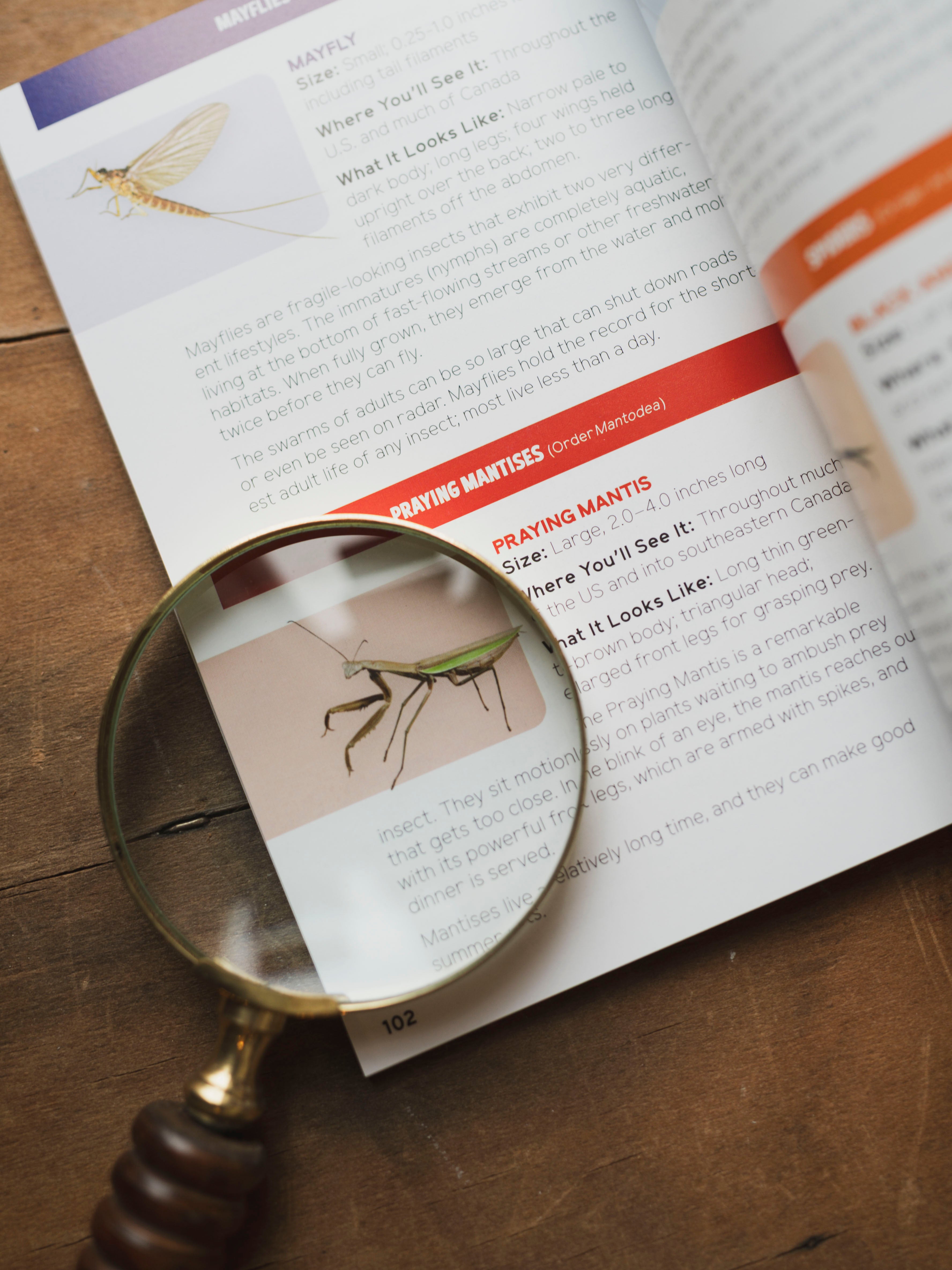 Insects and Bugs for Kids, BO216