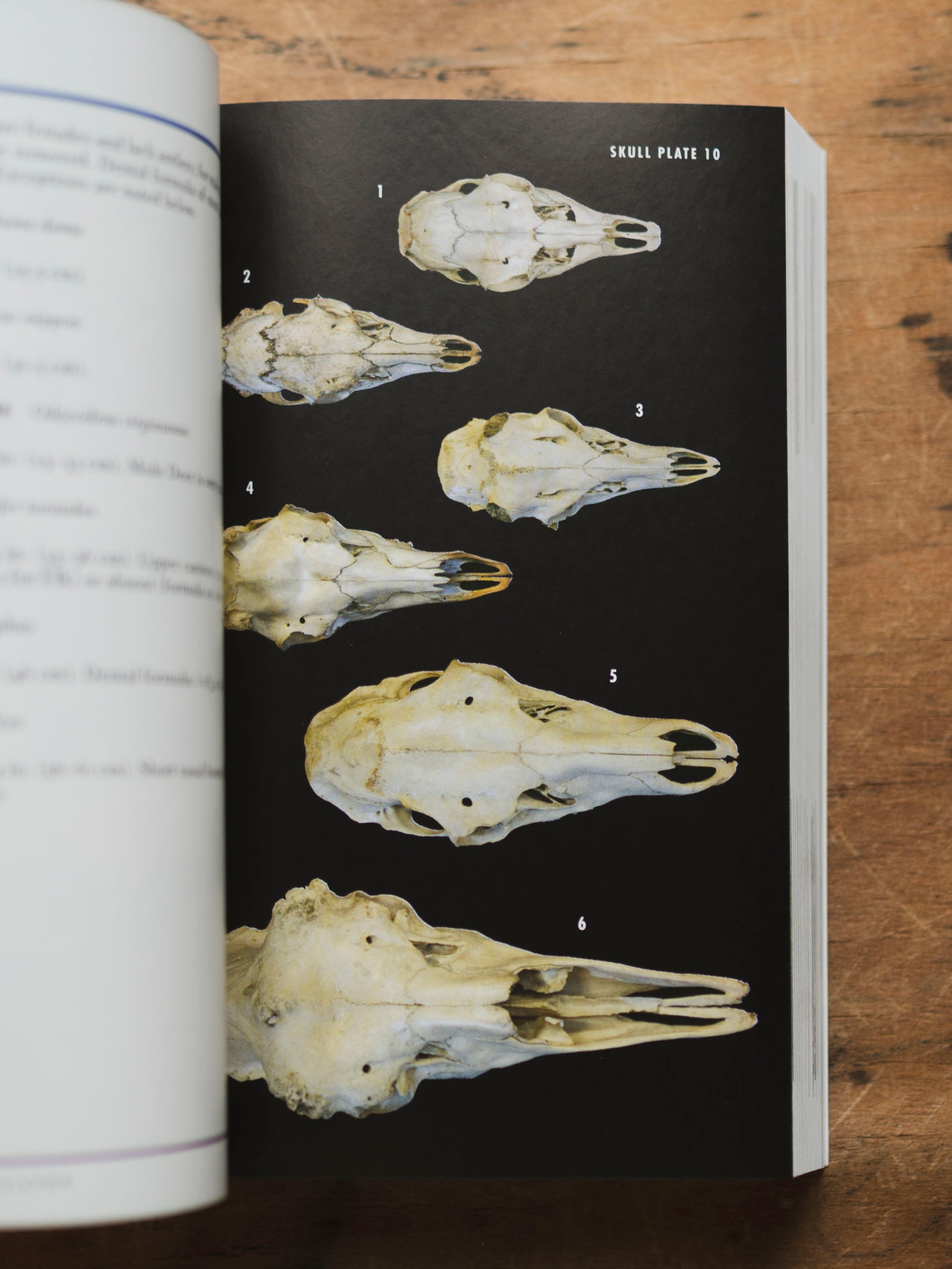 Peterson Field Guide to Mammals of North America, BO227