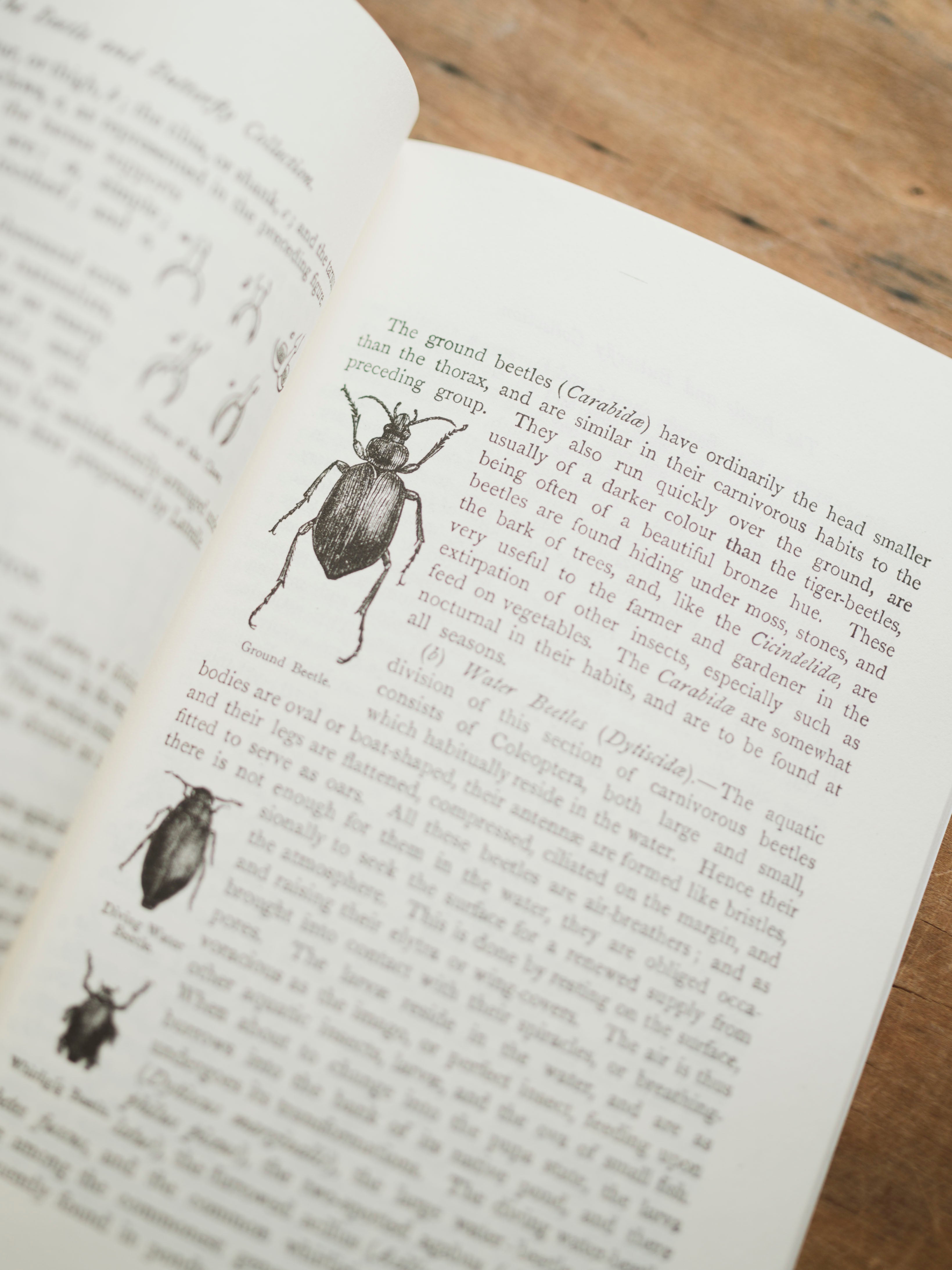 The Beetle and Butterfly Collection, BO223