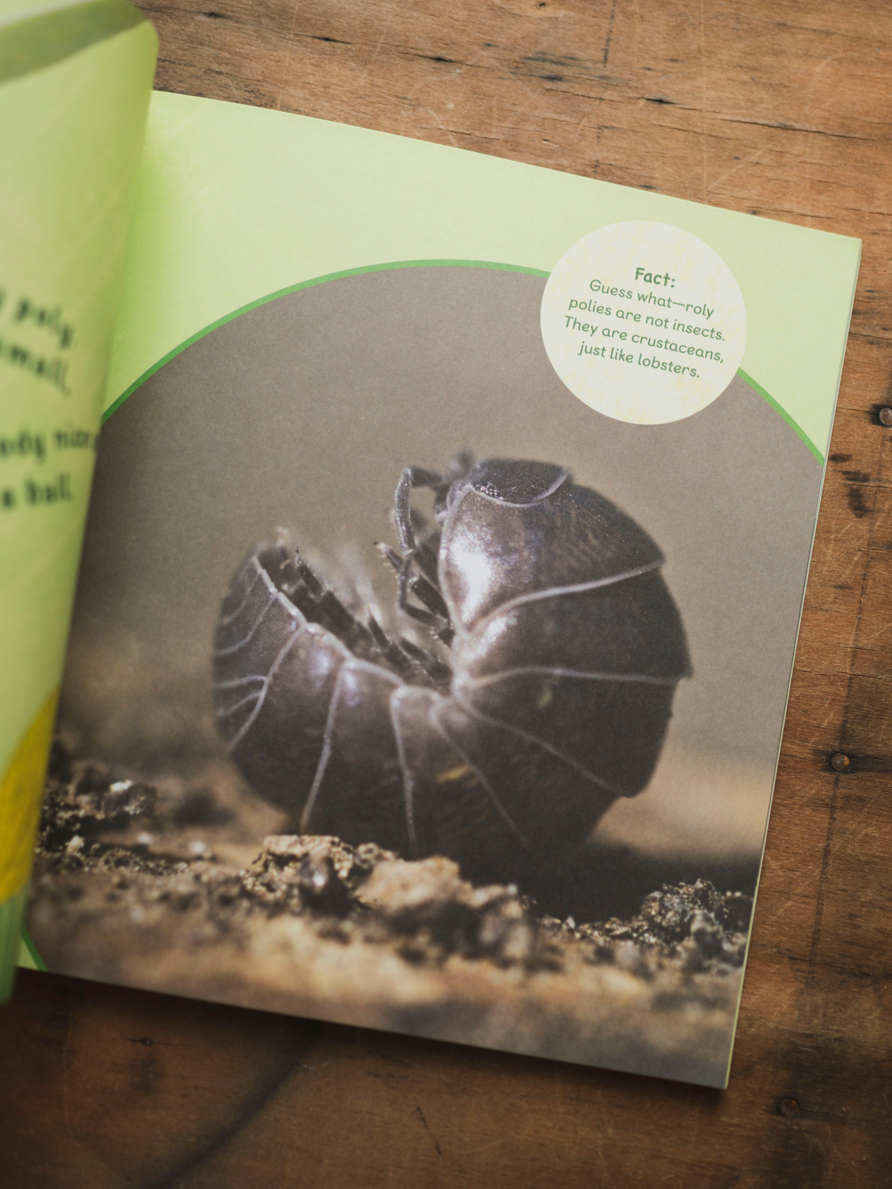 The Backyard Bug, BO225