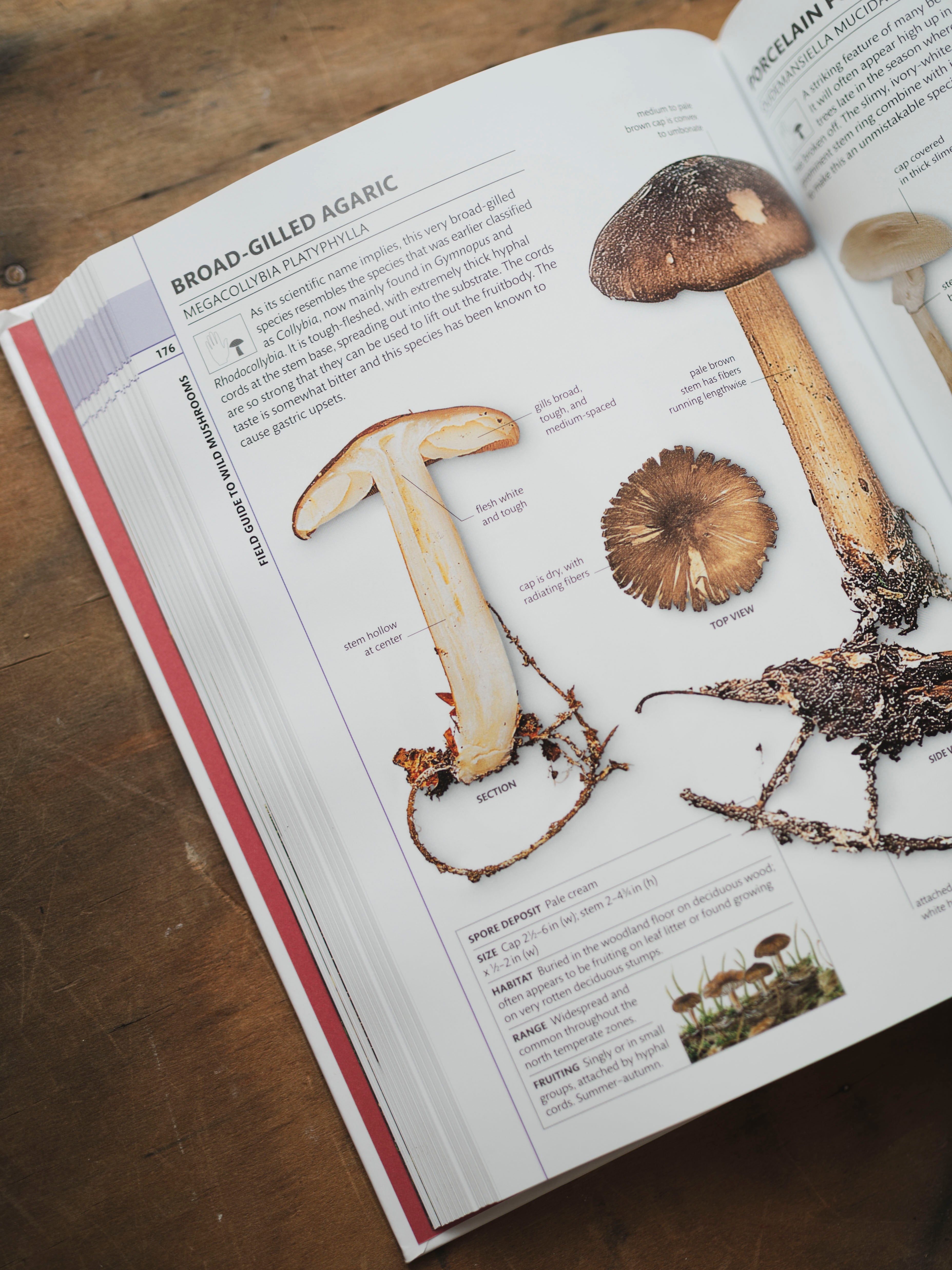 Mushrooms: How to Identify and Gather Wild Mushrooms and Other Fungi, BO163