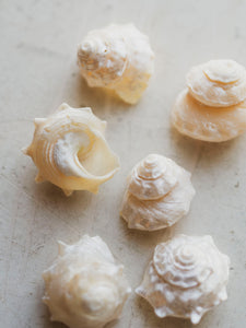 Spurred Turban Shell, NA109