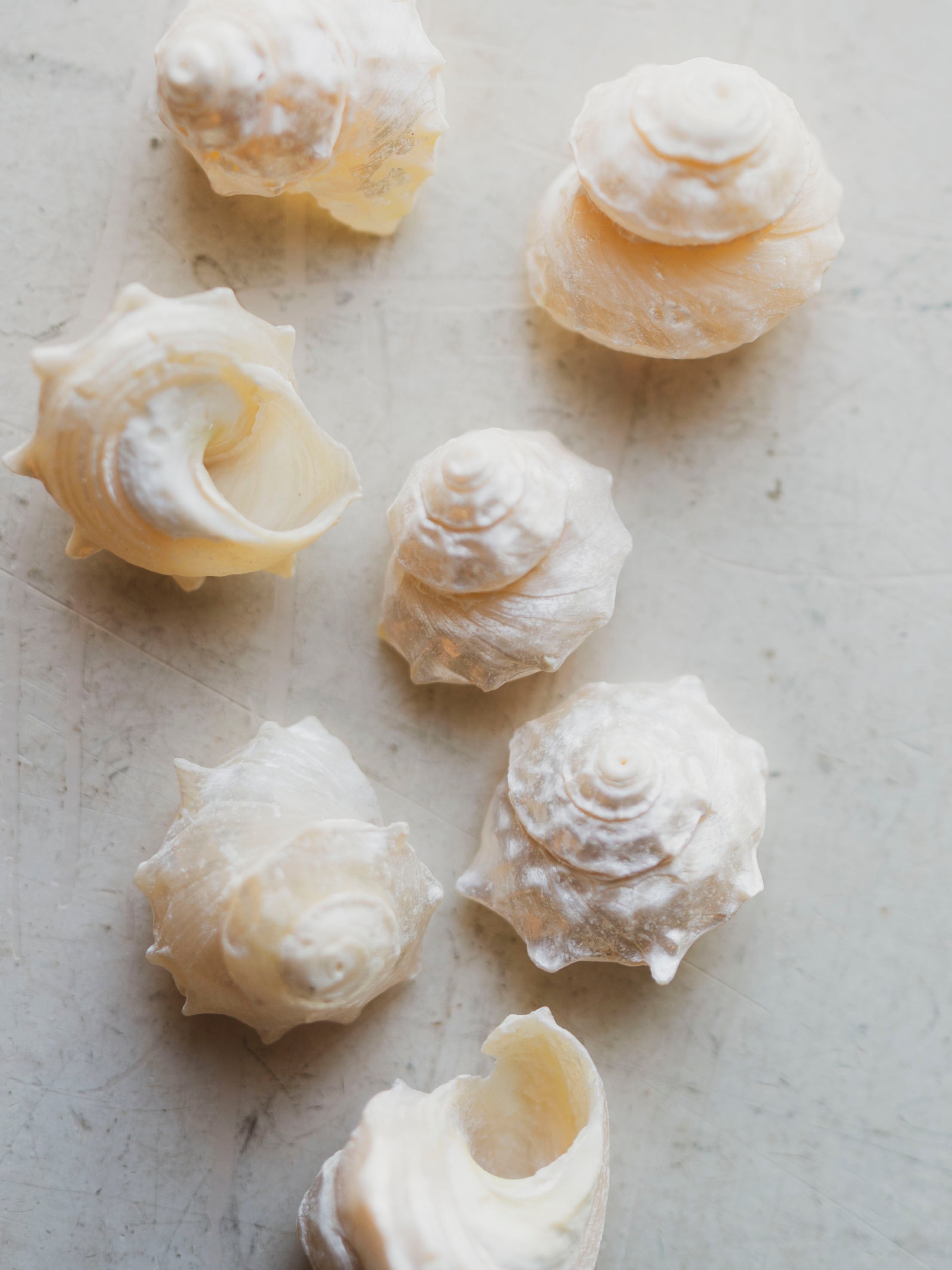 Spurred Turban Shell, NA109