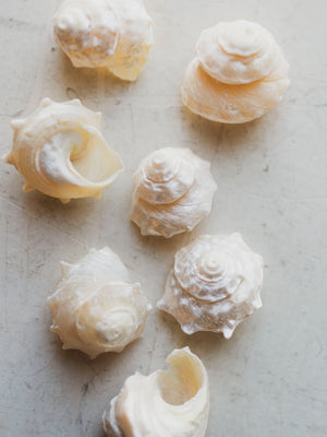 Spurred Turban Shell, NA109