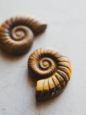 Carved Tiger's Eye Ammonite, RM1