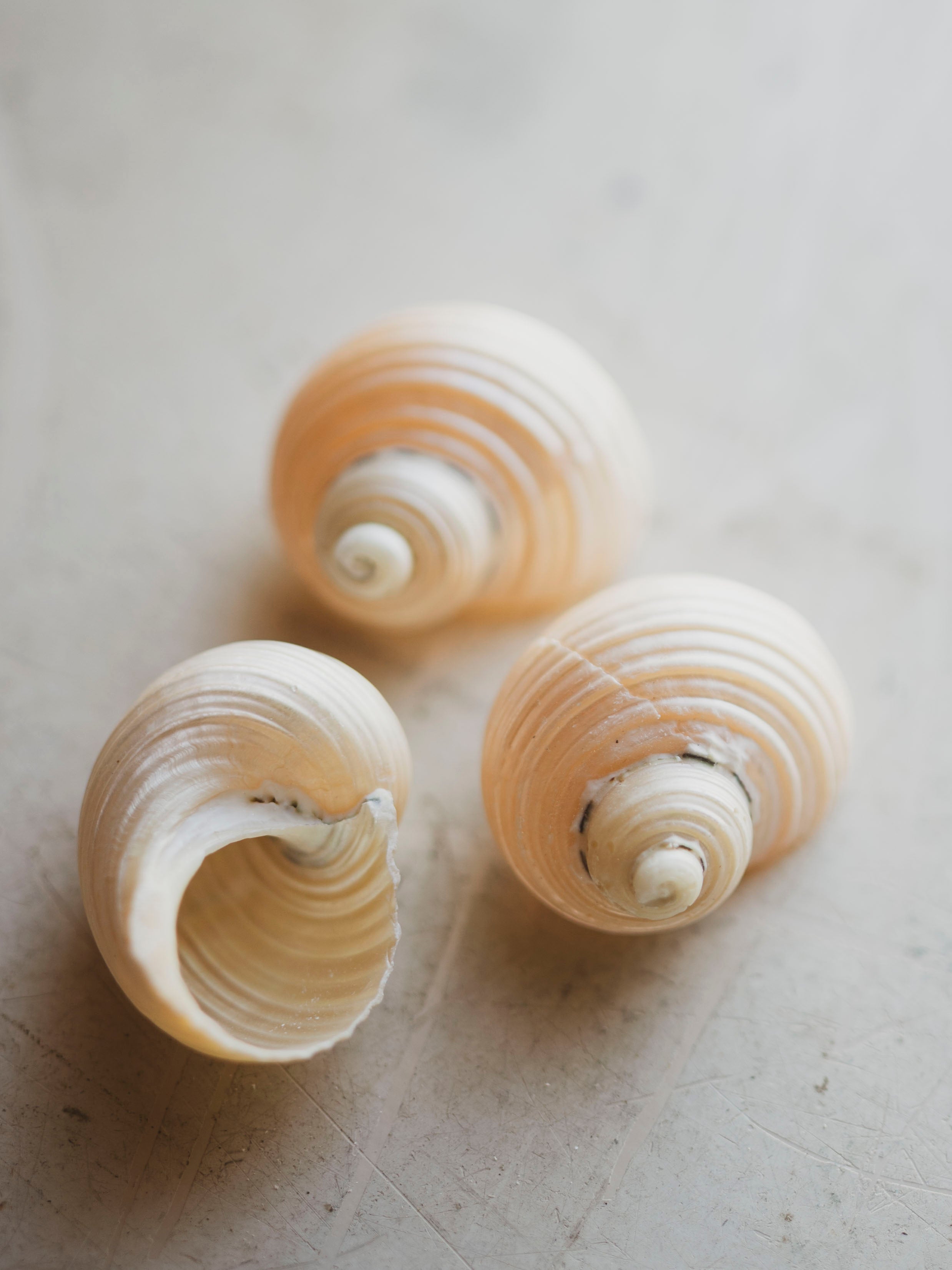 1.5-2" Pearlized Turbo Shell, NA345