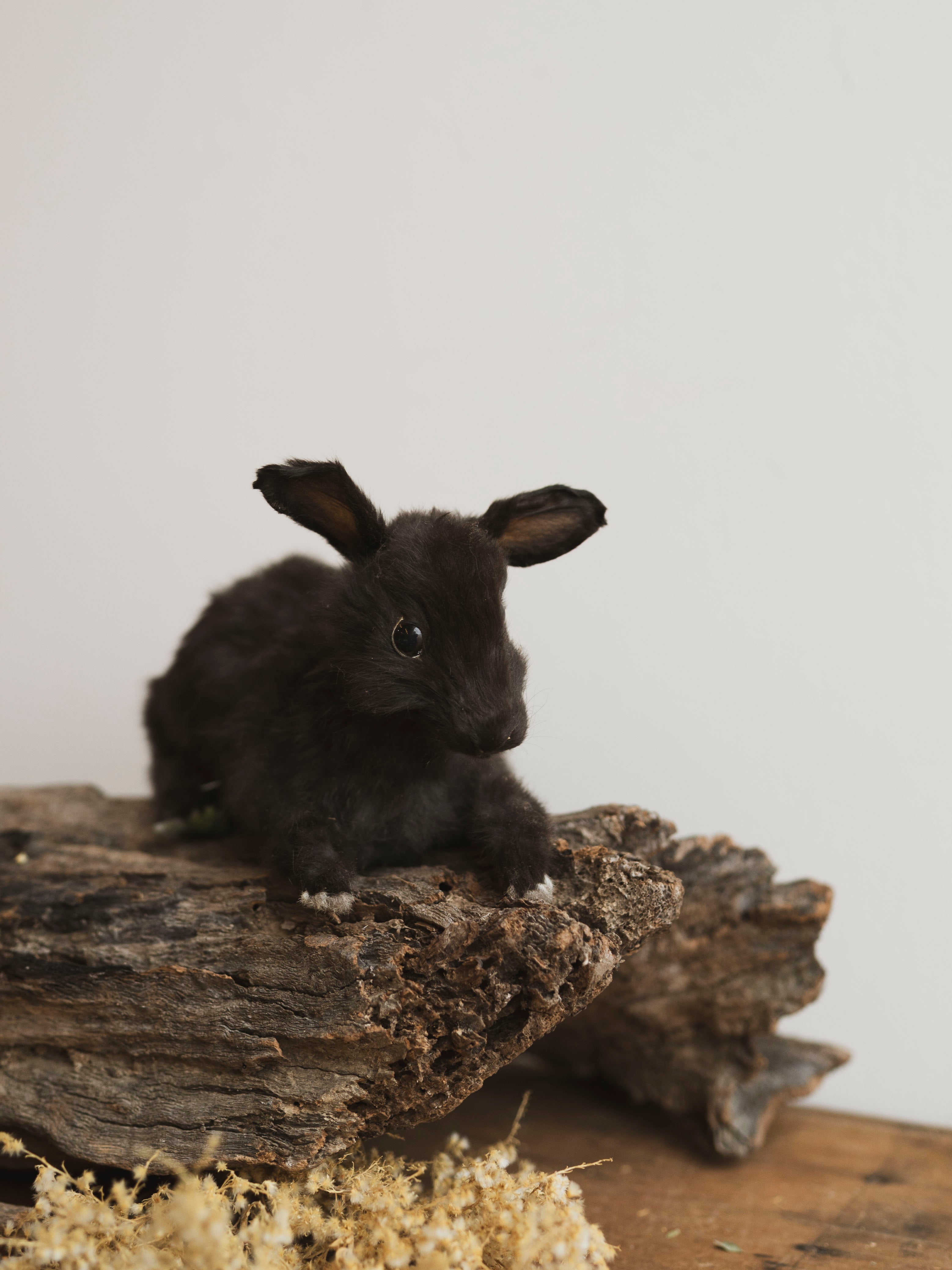 November 8th 2025 Full Body Rabbit Taxidermy Class, CE113
