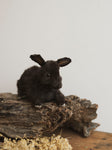 November 8th 2025 Full Body Rabbit Taxidermy Class, CE113