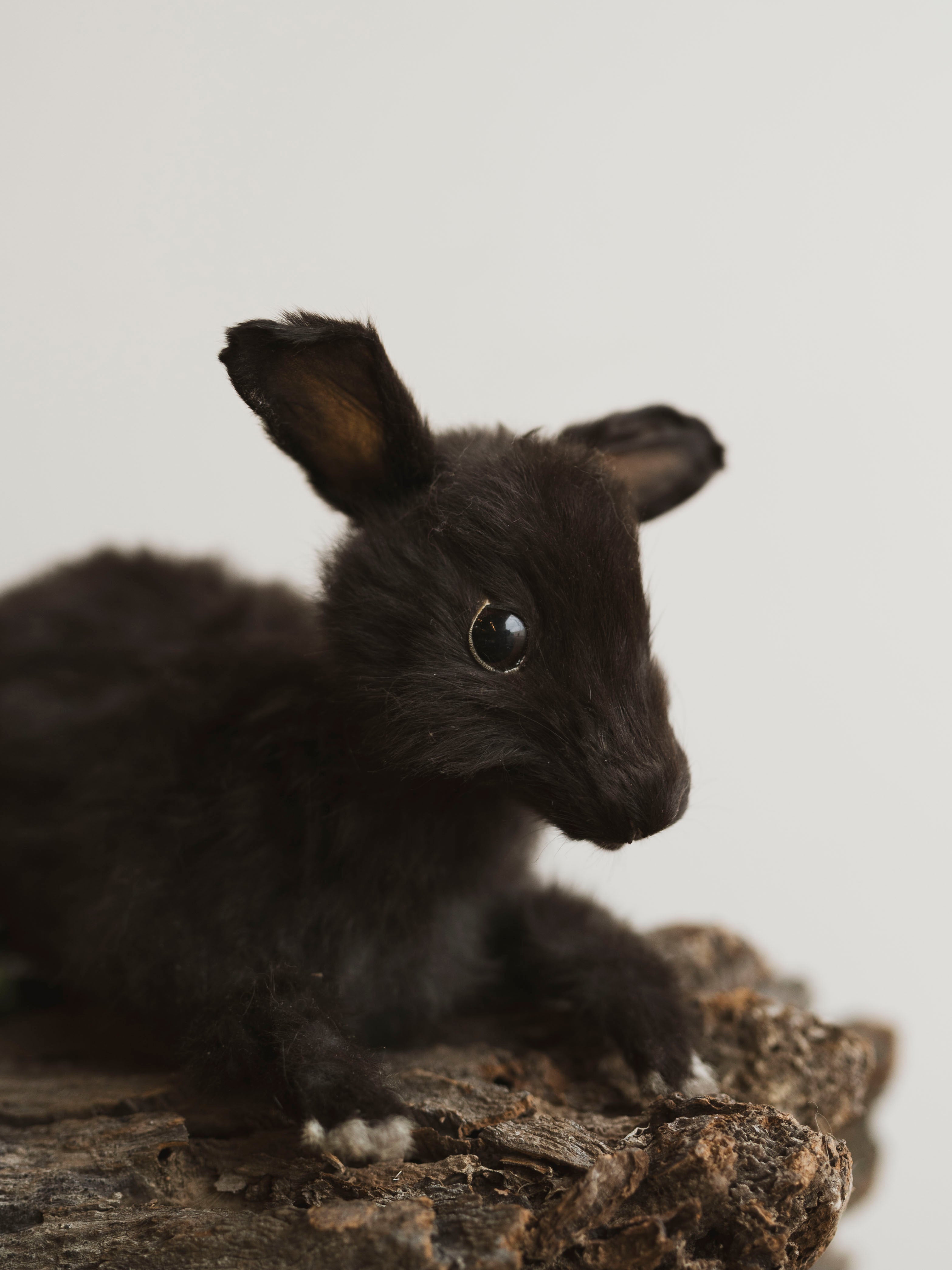 November 8th 2025 Full Body Rabbit Taxidermy Class, CE113