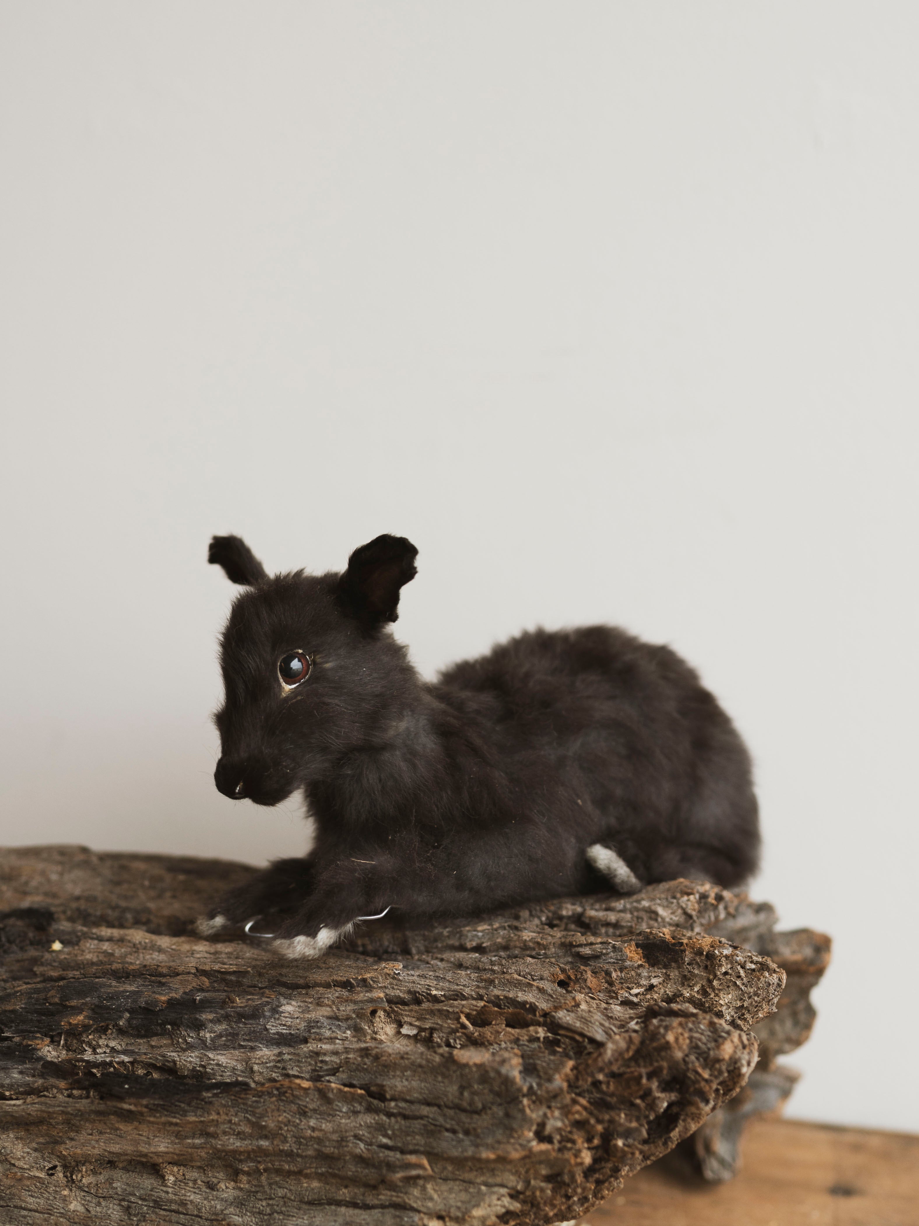 November 8th 2025 Full Body Rabbit Taxidermy Class, CE113
