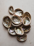 1-3" Abalone Shell, NA500